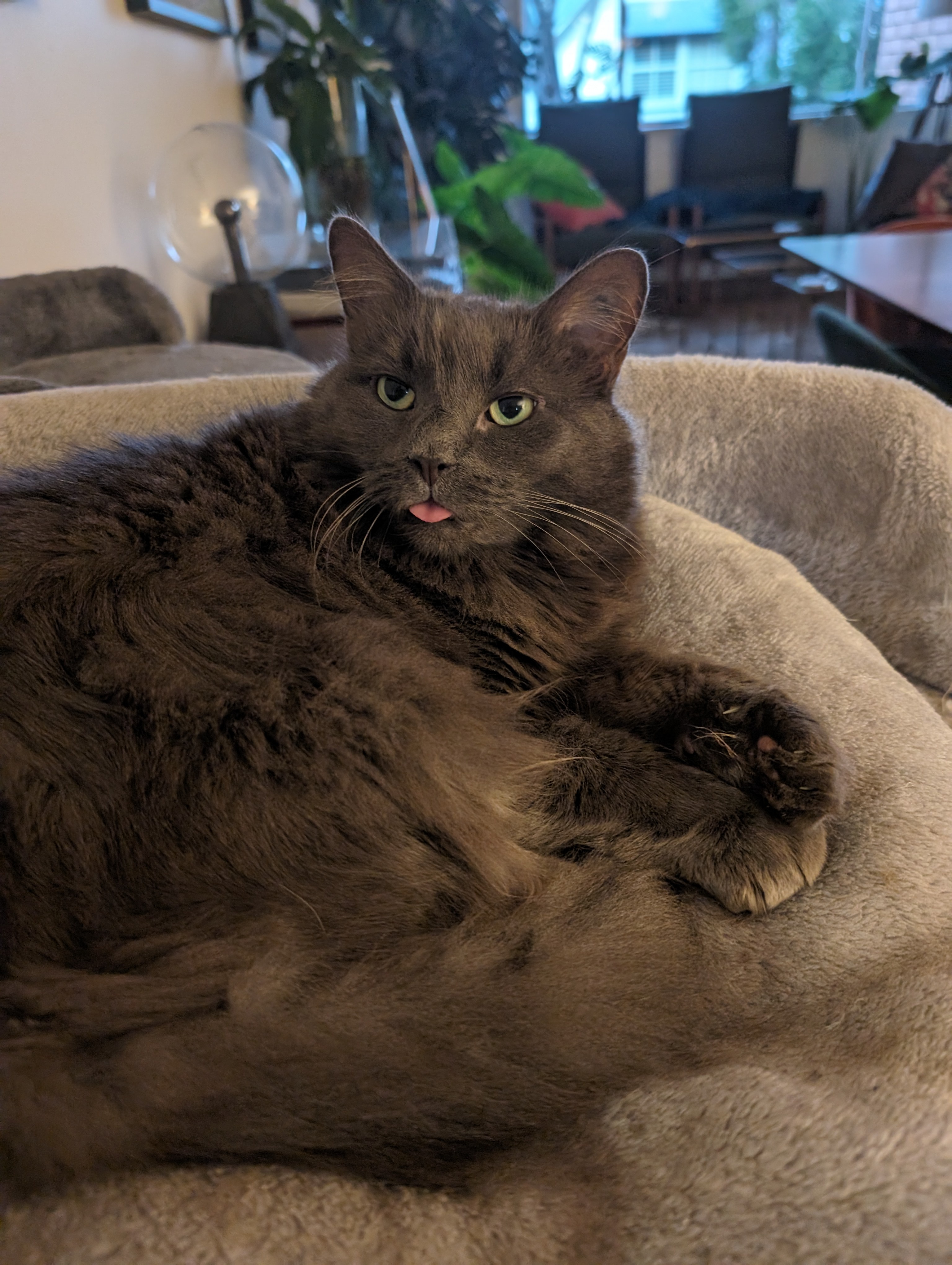Did the cat steal your words?