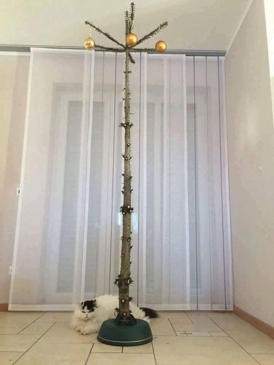 Cat-Proofing: Mission Accomplished!