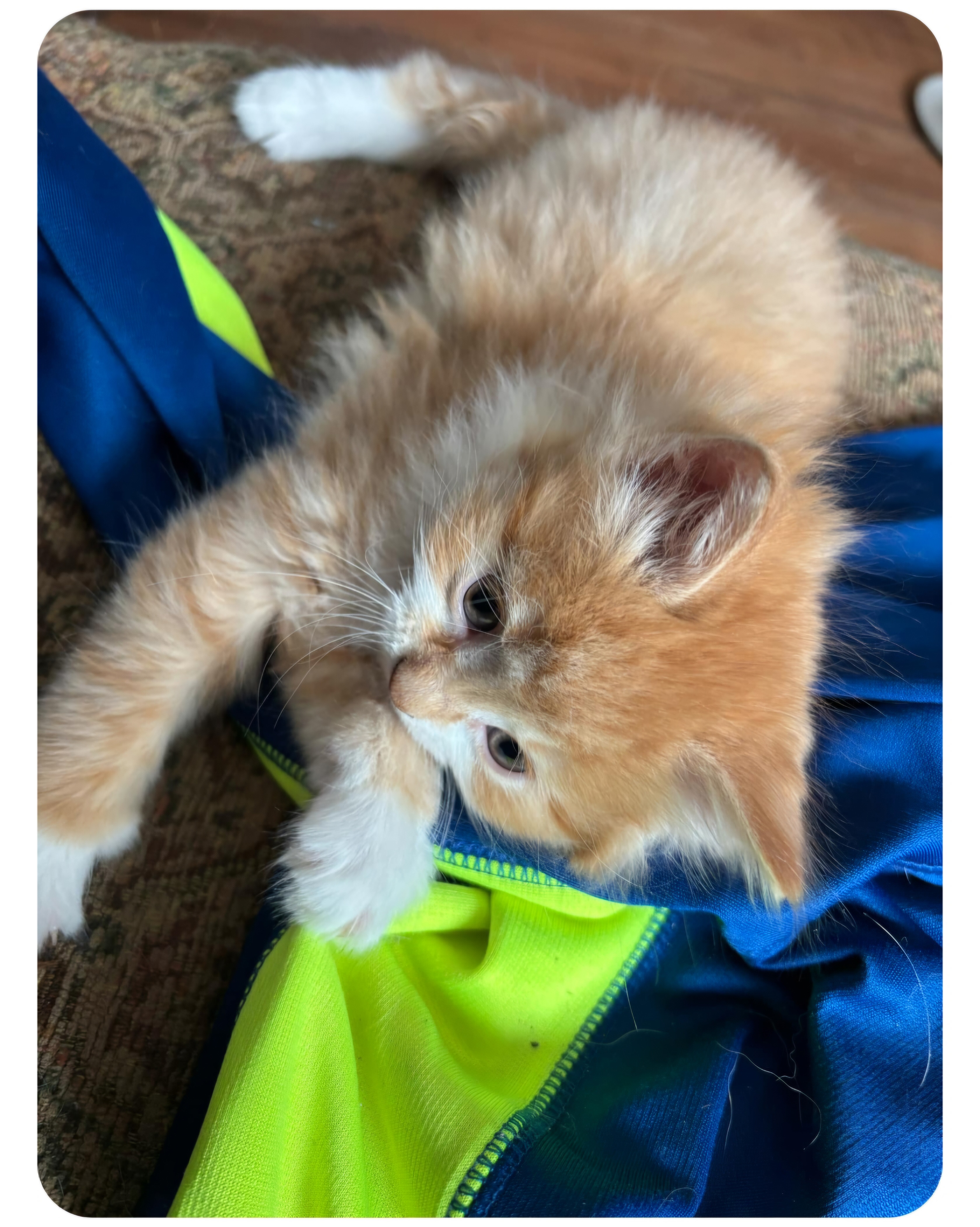 Help Me Choose a Name for My New Kitten Arriving 2/19/25!