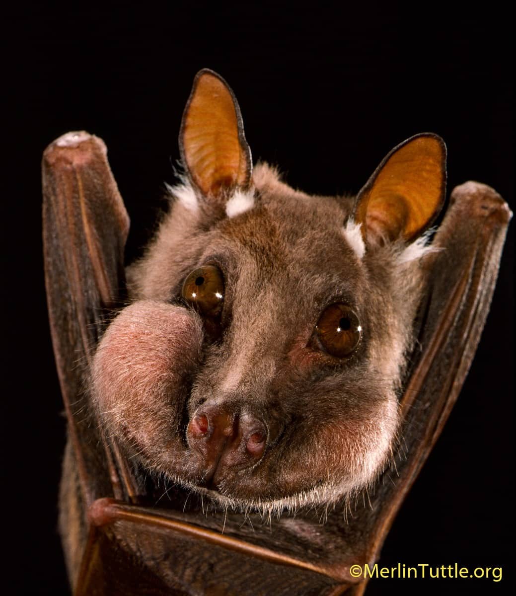A Joyful Bat Spreading Happiness