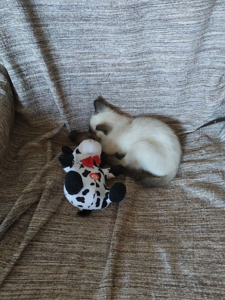 Meet My Adorable Cat: The Star of the Show