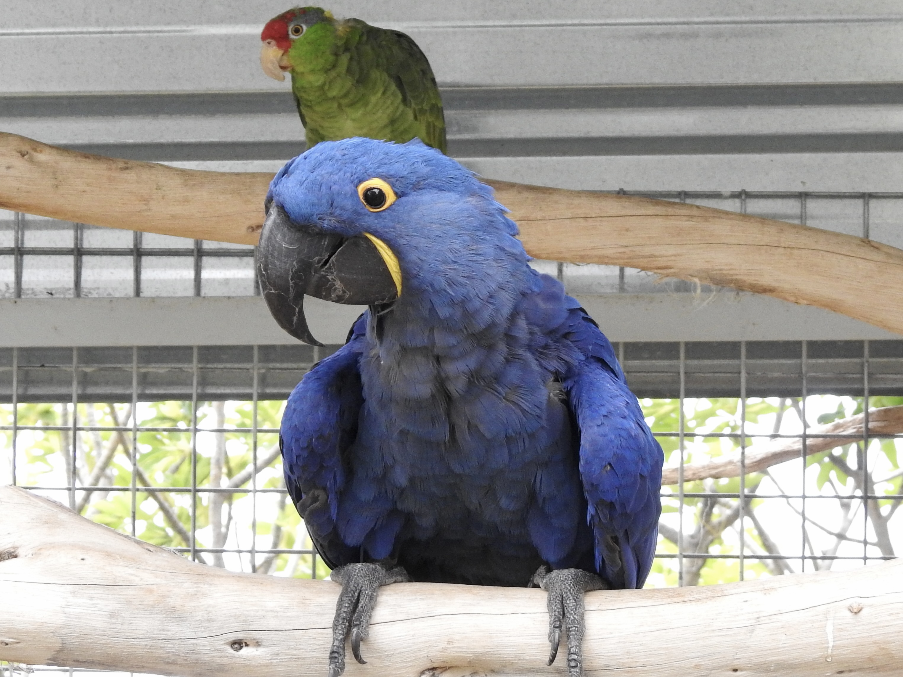 Welcome to Our Parrot Sanctuary: Home to Our Feathered Friends