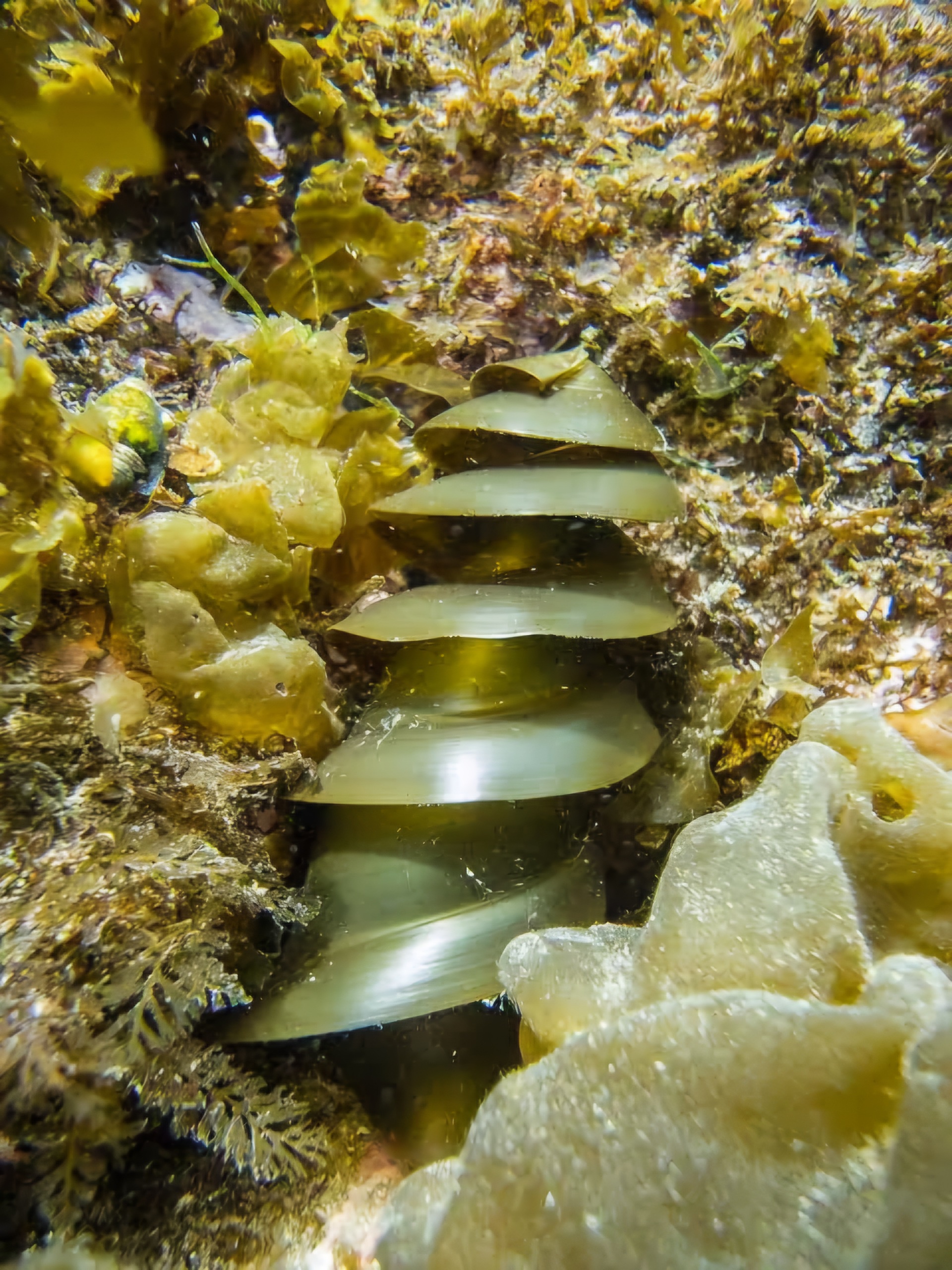 The mysterious Horn Shark Egg.