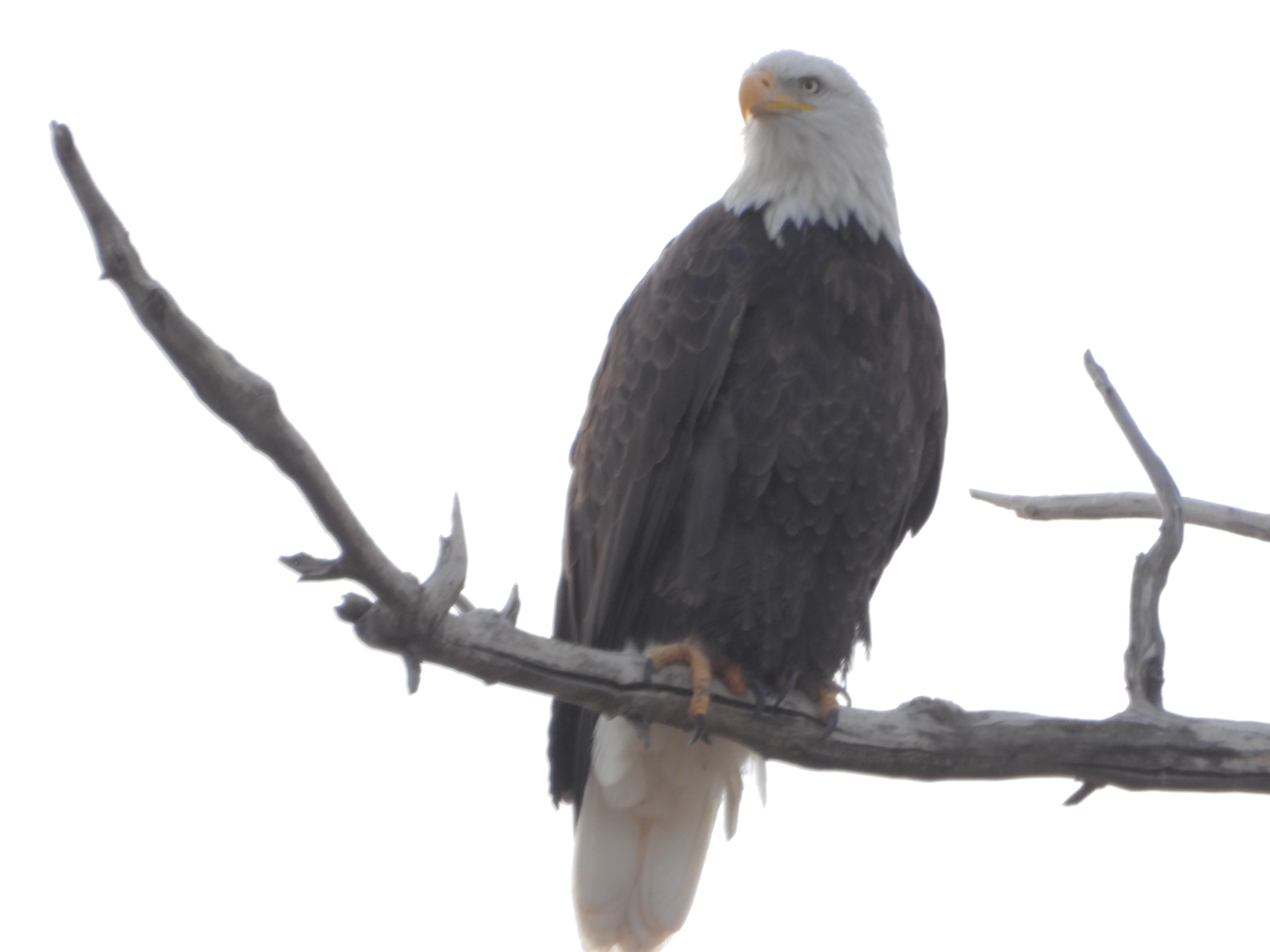 Eagles Game Day: November 26, 2024