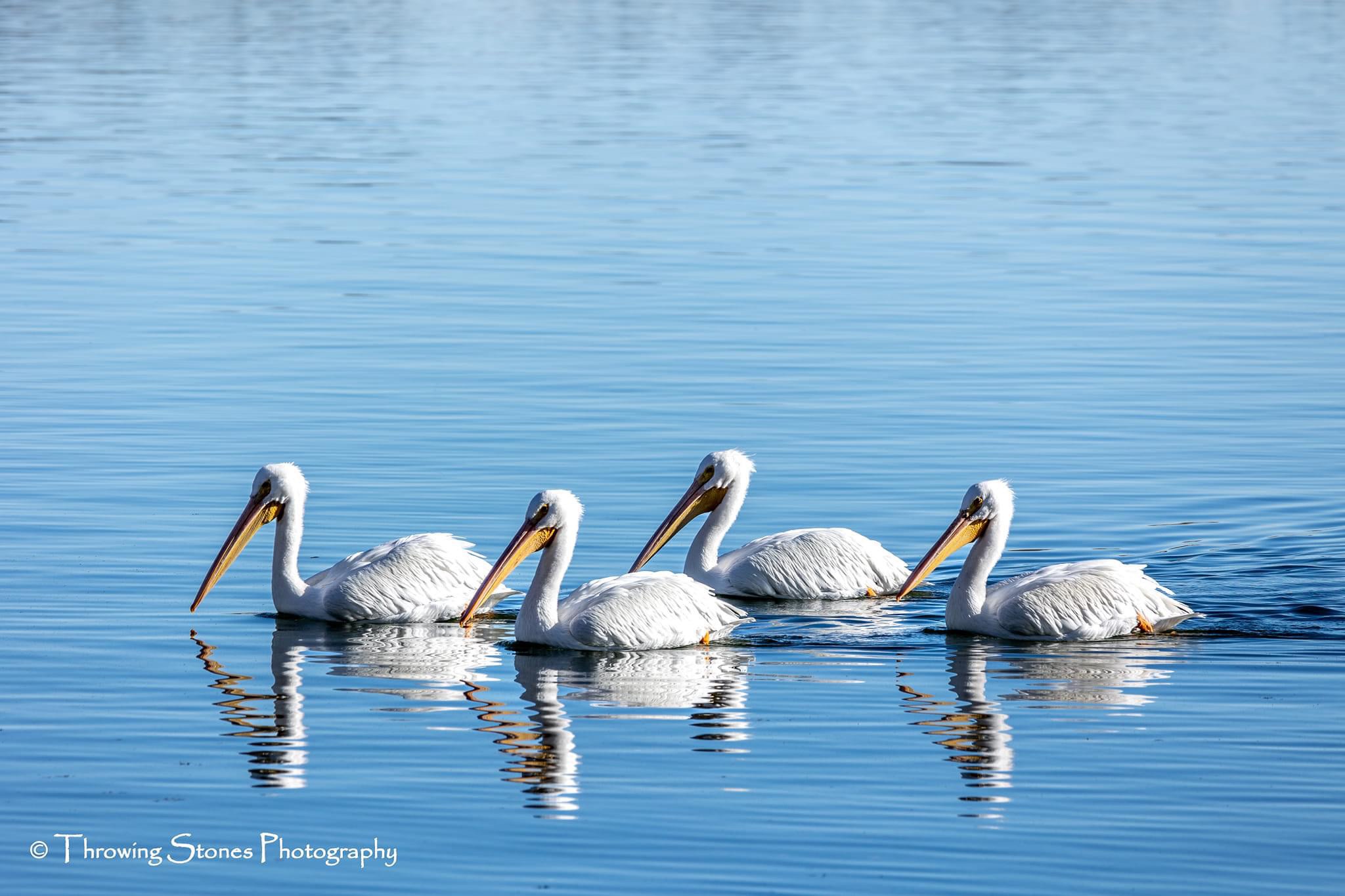 Pelican Parade: Nature's Graceful Birds