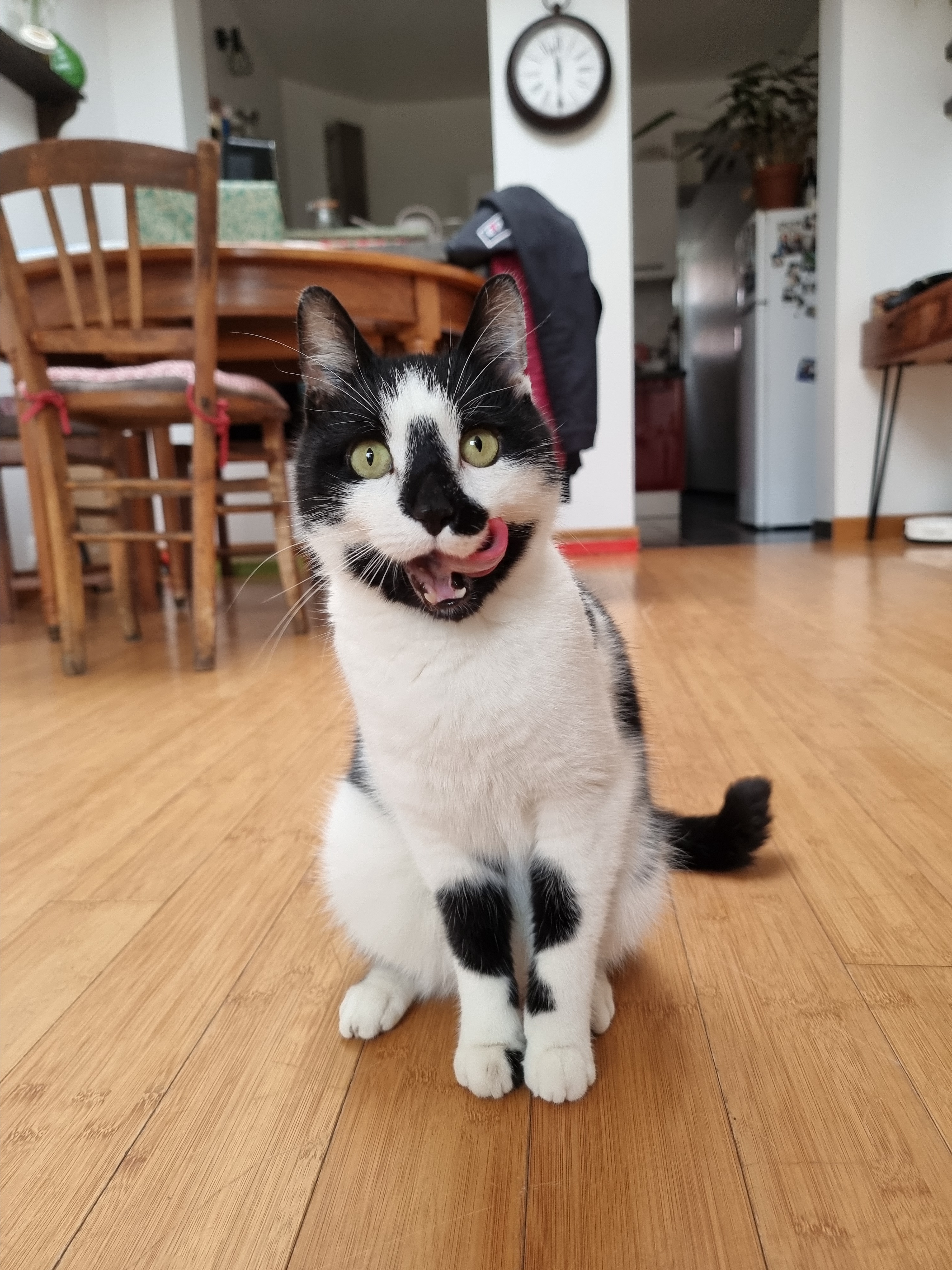 Meet This Adorable Cutie I'm Catsitting for the Weekend!