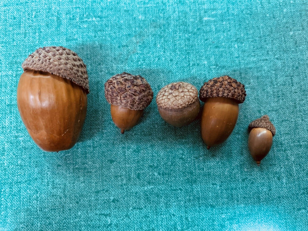 Acorn Squad for the Win! Just Me and the Boys!