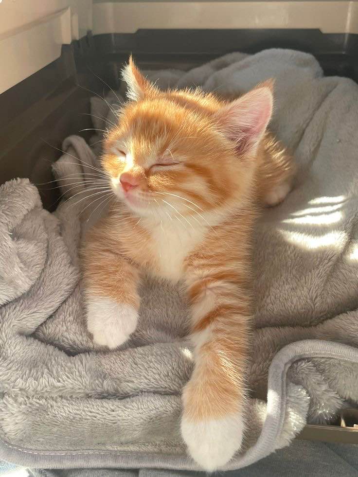 Just a Cat: The Simple Joys of Feline Companionship