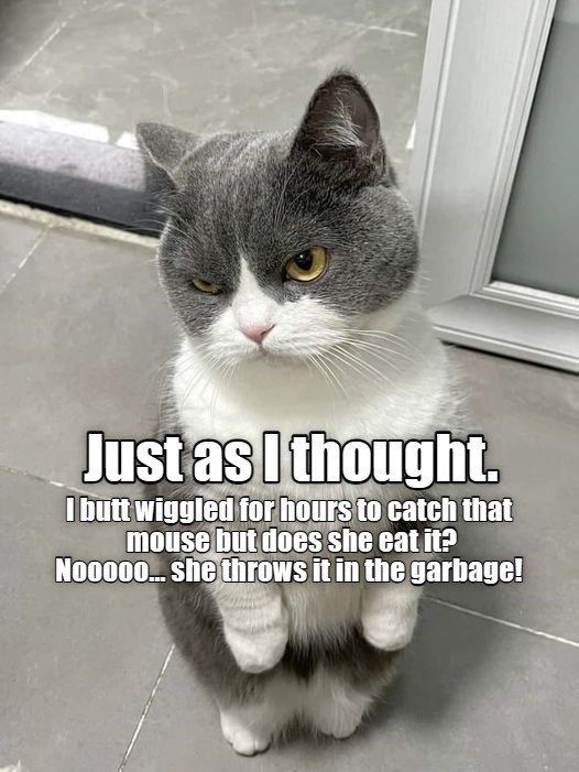 Adorable Cat Shenanigans