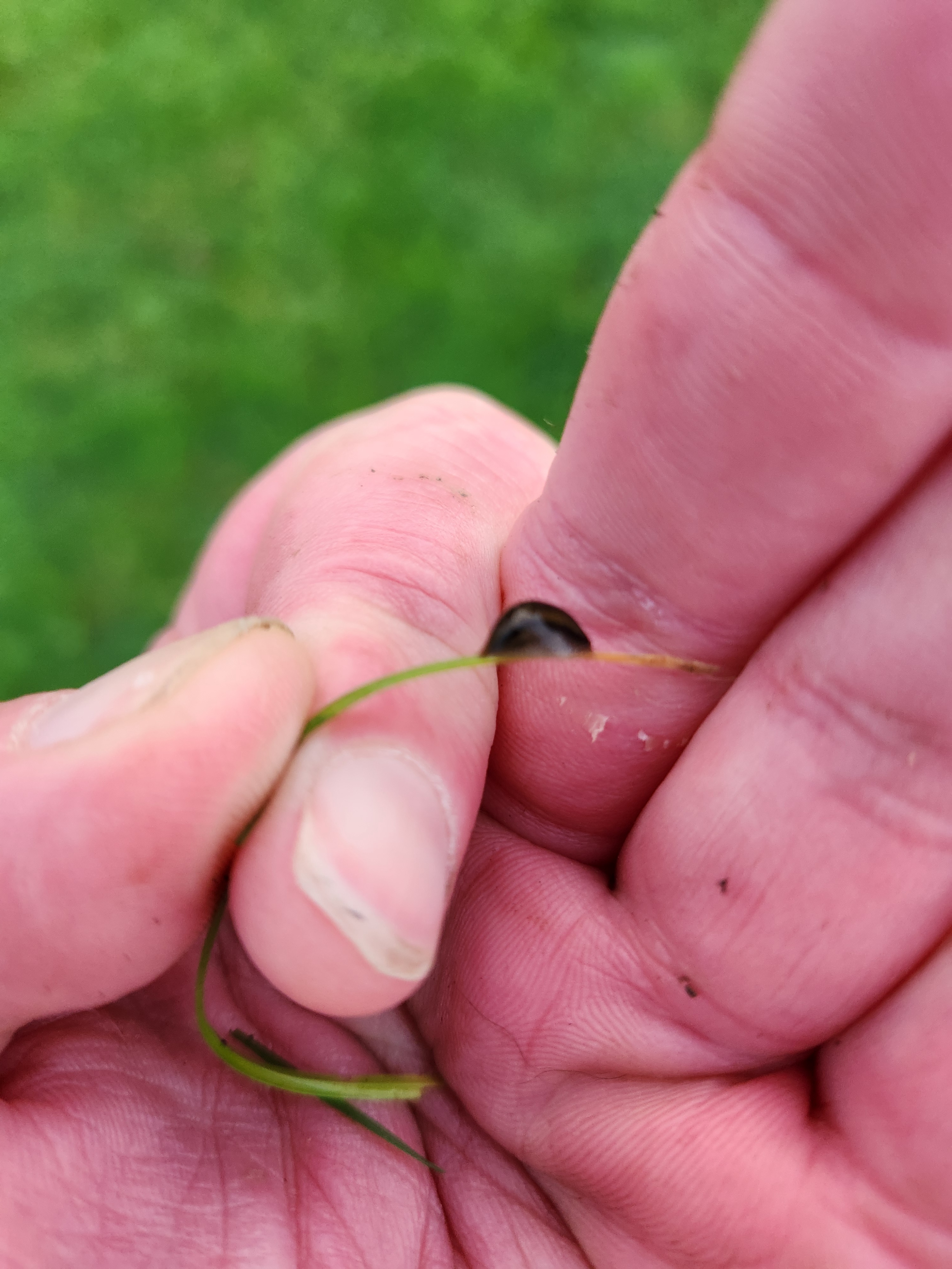 Is it a slug or a leech? The great mystery unfolds!