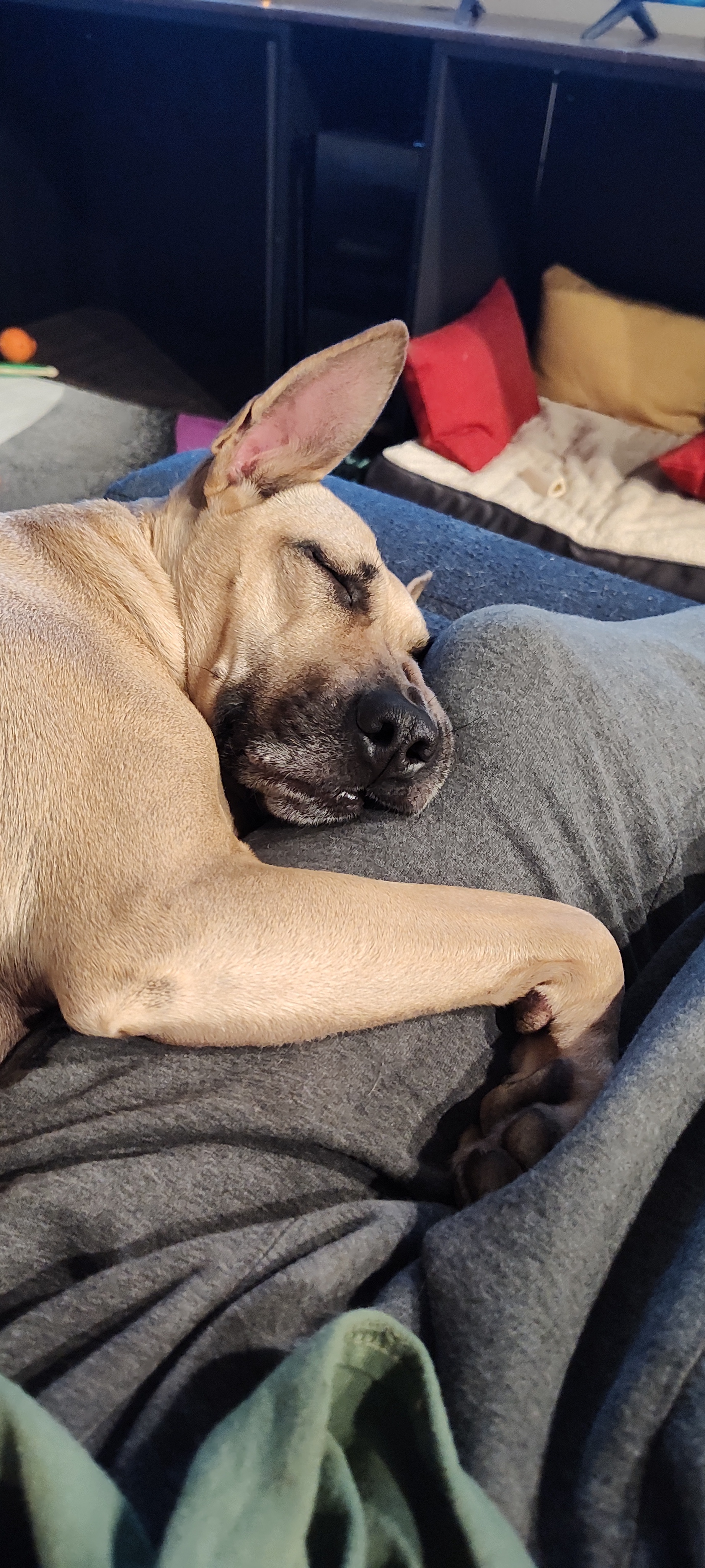 Maggie is snuggled up and cozy right now