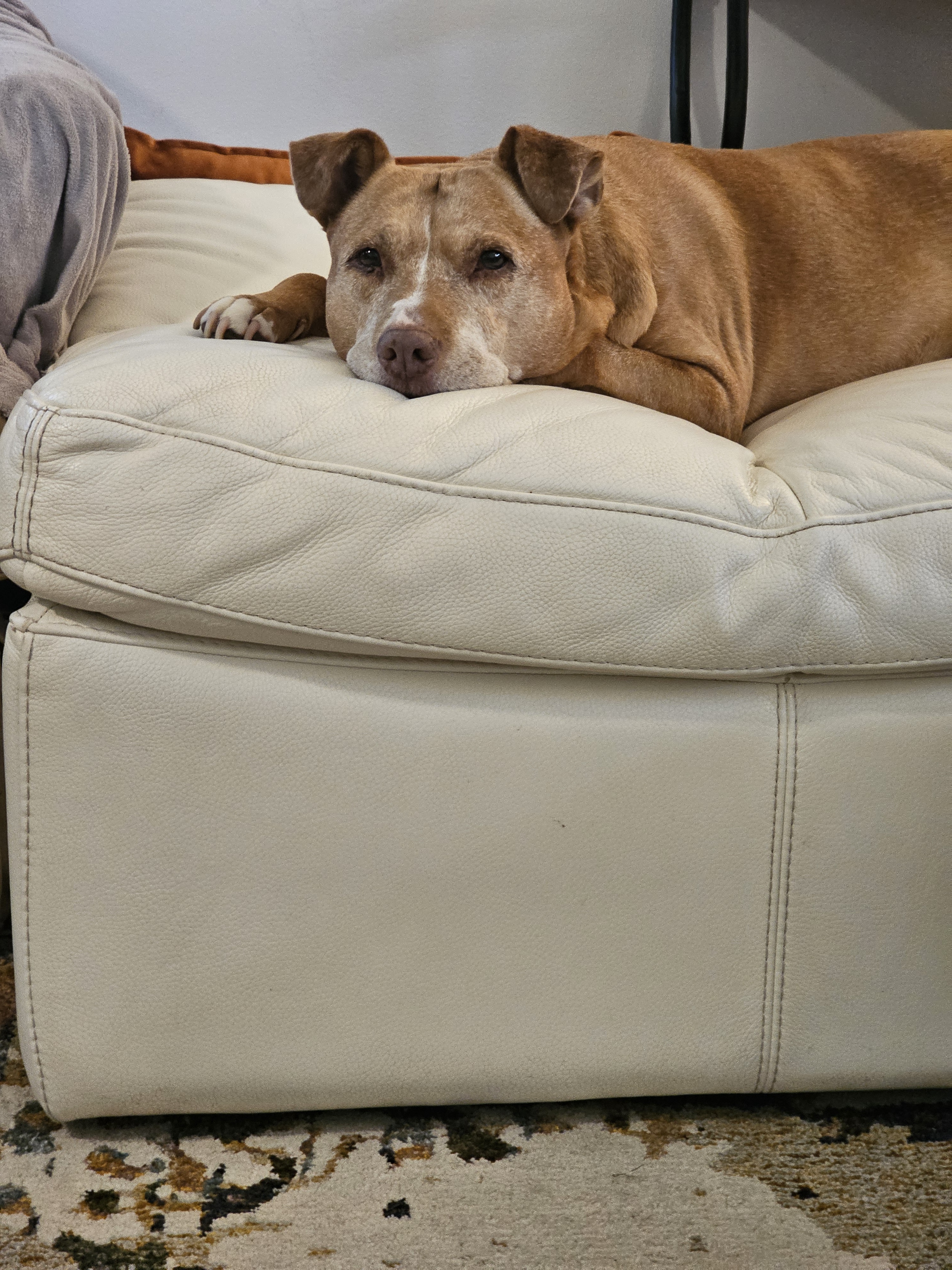 Celebrating My Cakeday with Adorable Pet Photos