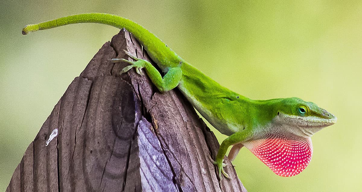The Unique Lizards of Georgia: A Closer Look