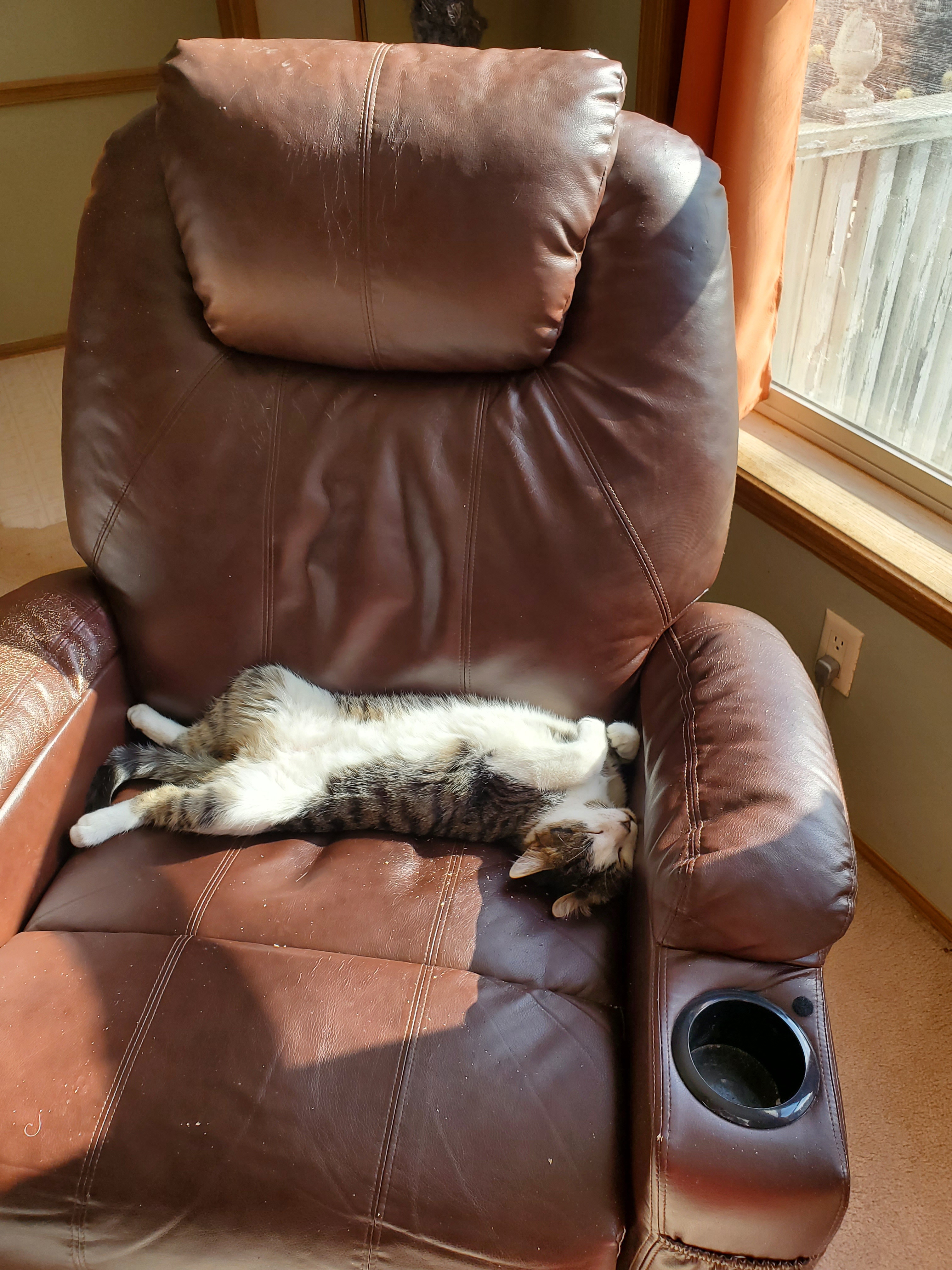 Living the Dream: The Joys of Being a Cat