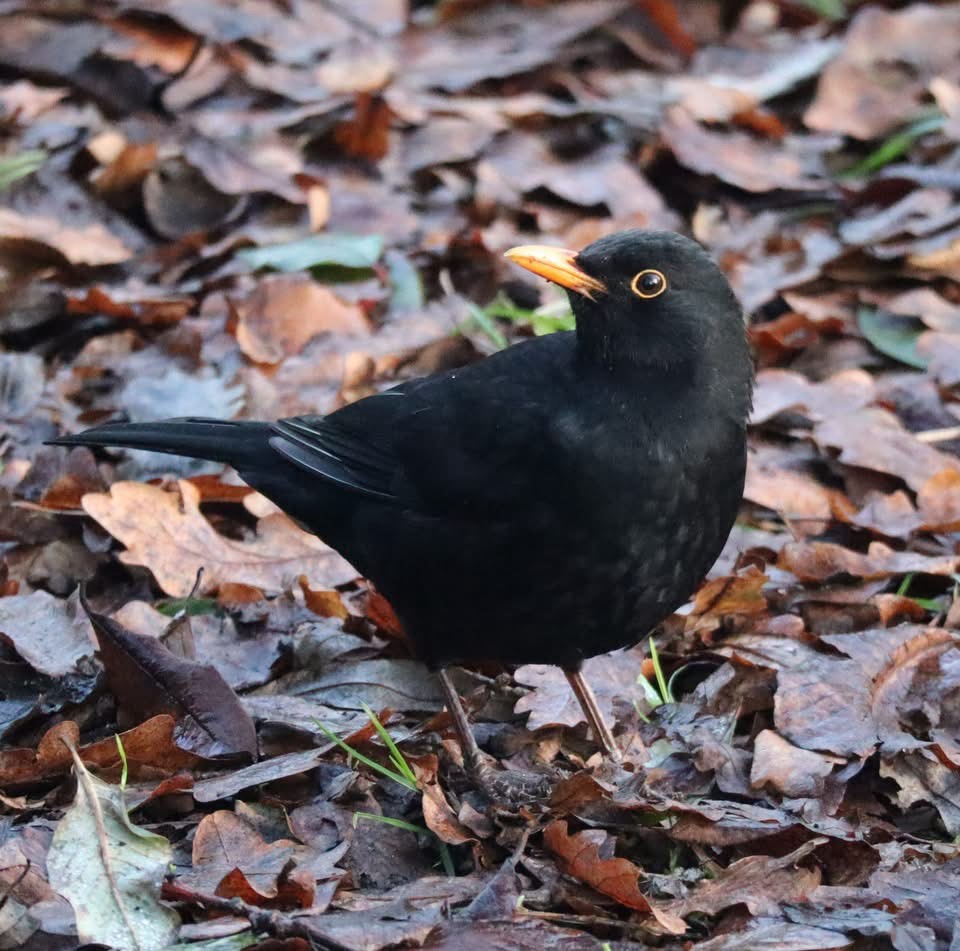 A Majestic Bird in Flight