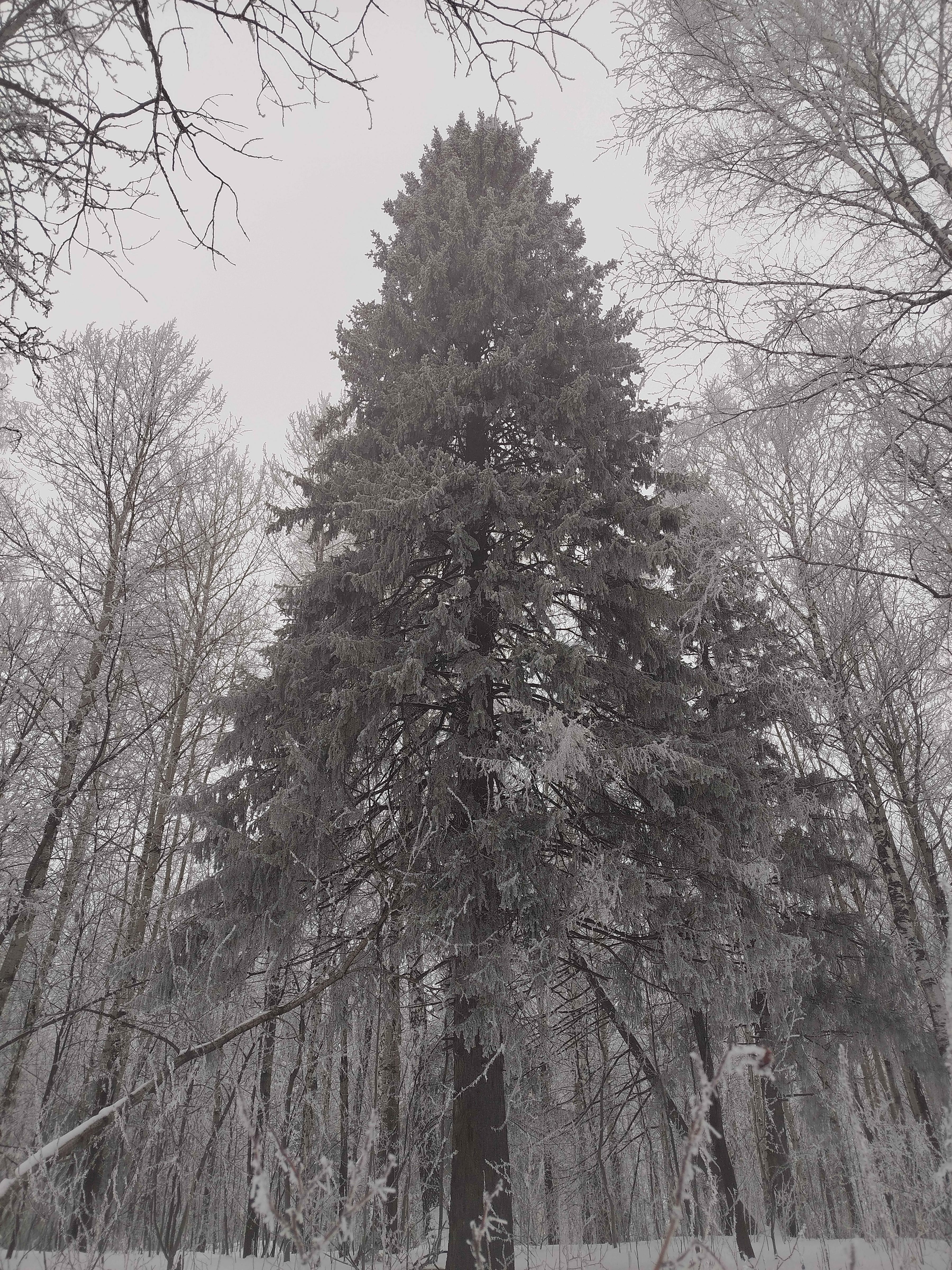 Just a simple fir tree.