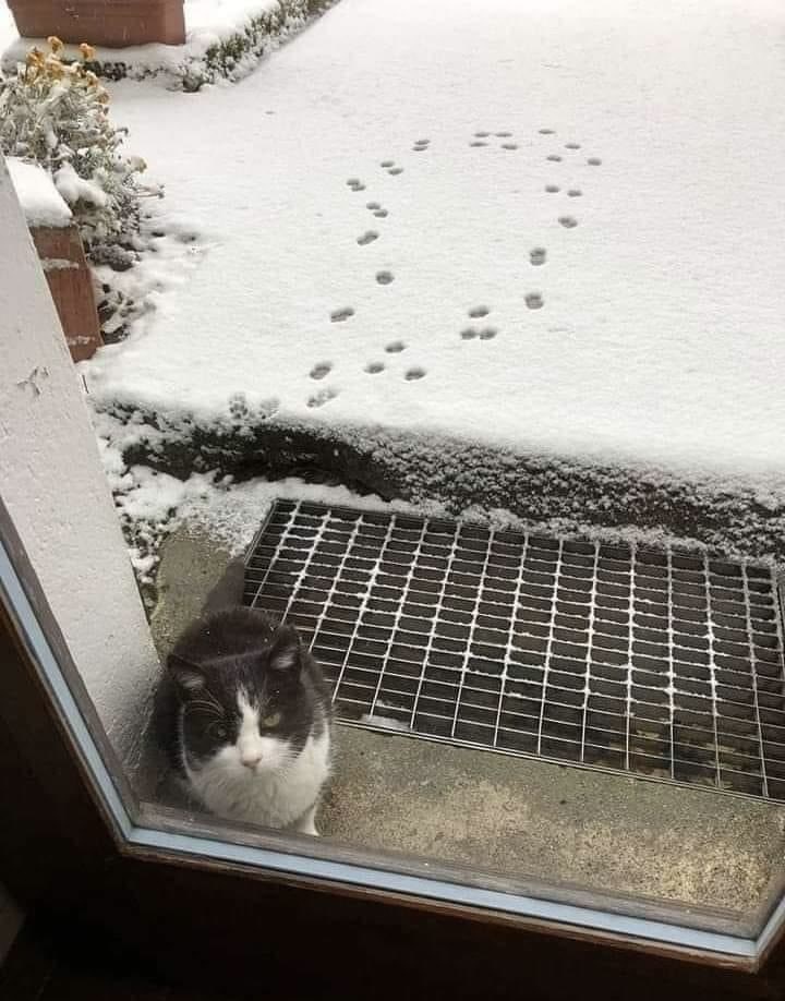 What Cats Really Think About Taking a Walk in the Snow