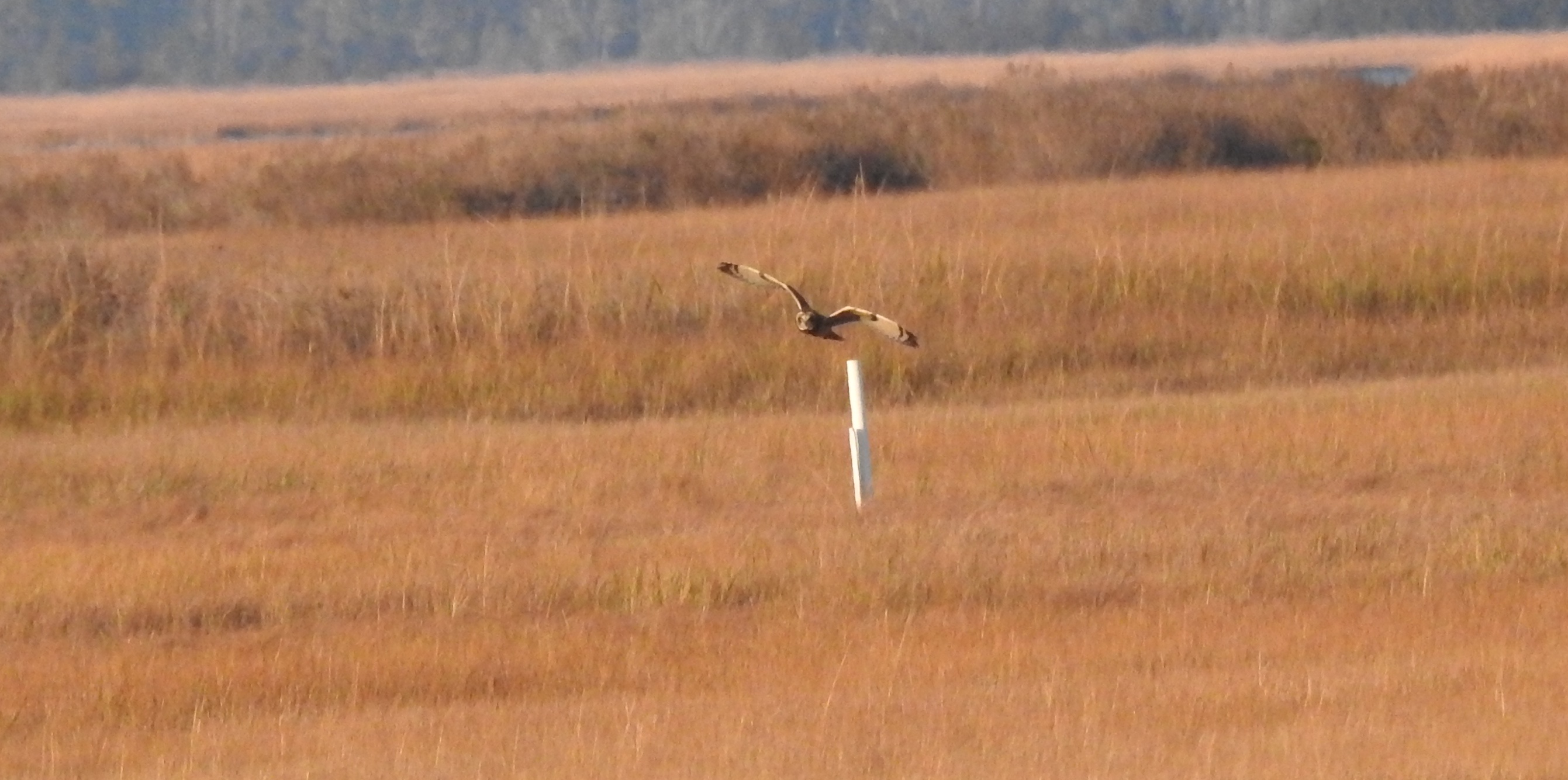 Exploring the Majestic Northern Harrier and Short-Eared Owls: A NJ Adventure on 11/25/24