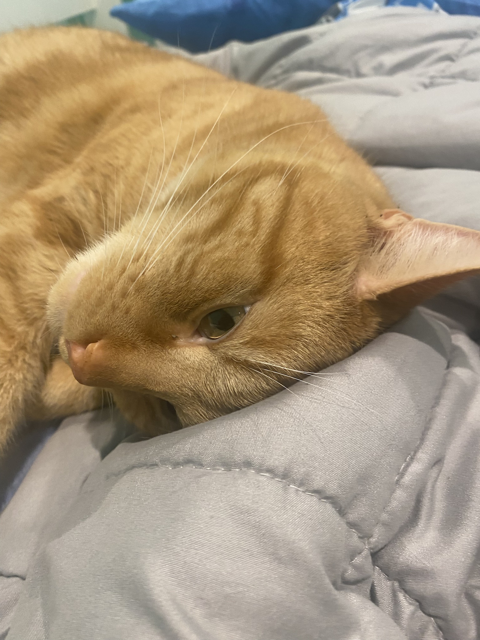 Biscuit's Daily Snapshot