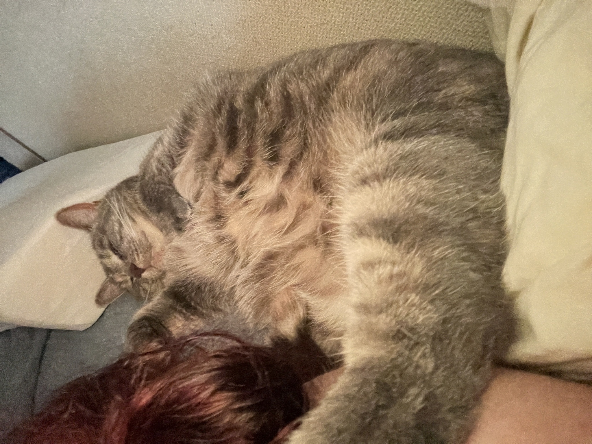 A Daily Dose of Cat Cuteness to Brighten Your Day