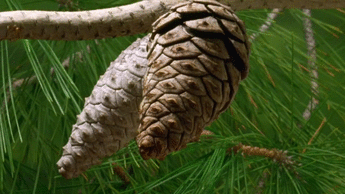 United We Stand: Team Pinecone