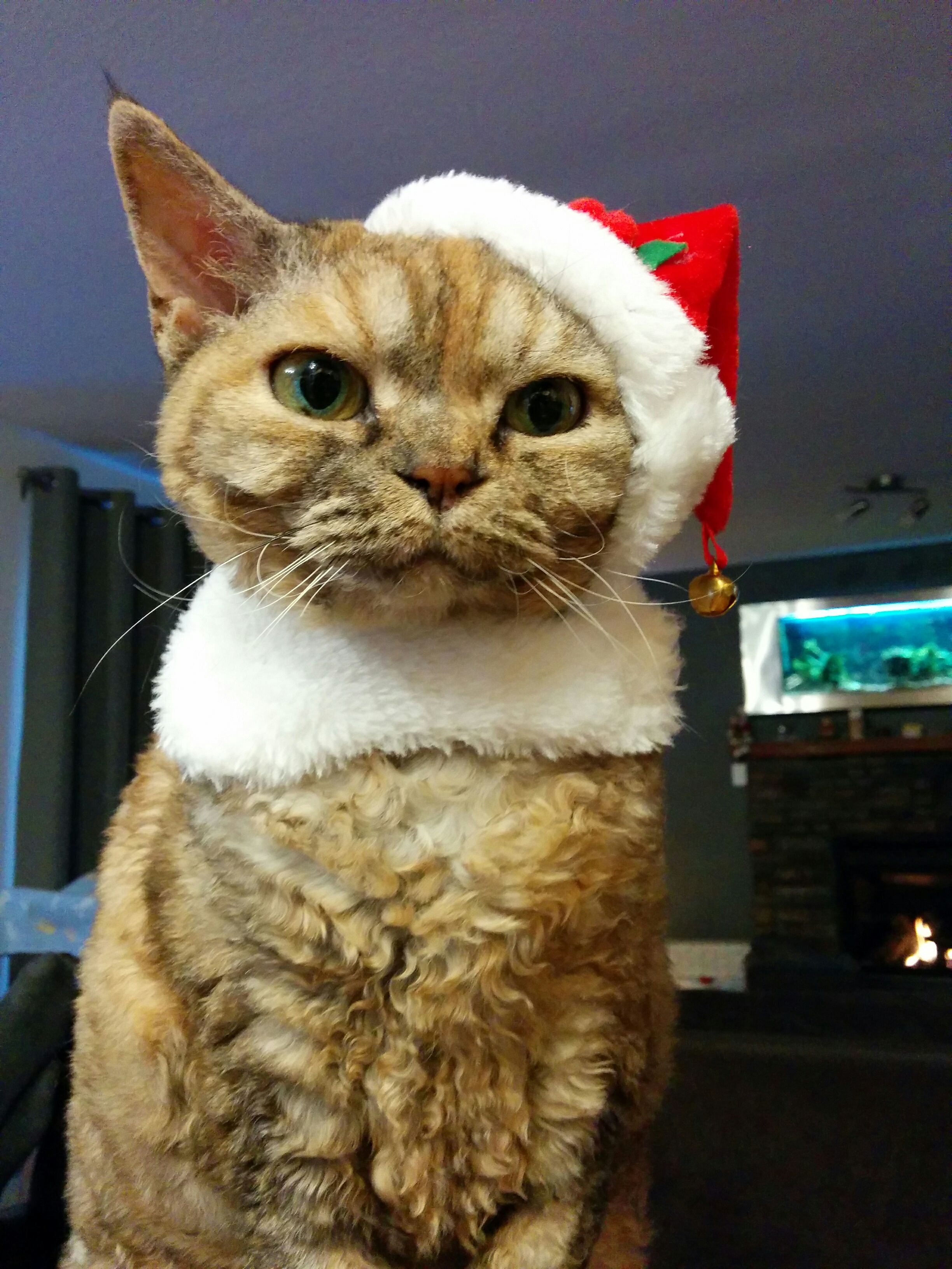 Sending Warm Christmas Wishes to Rex
