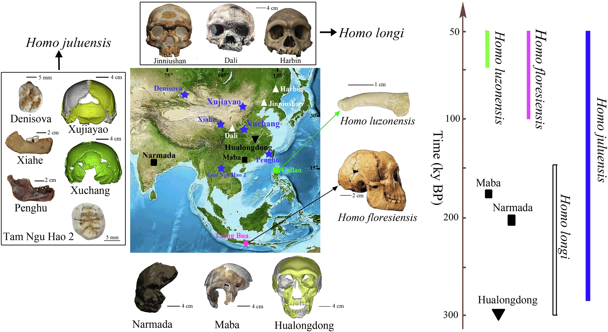 Visualizing the Distribution and Variability of Fossil Hominids in Asia Made Easy