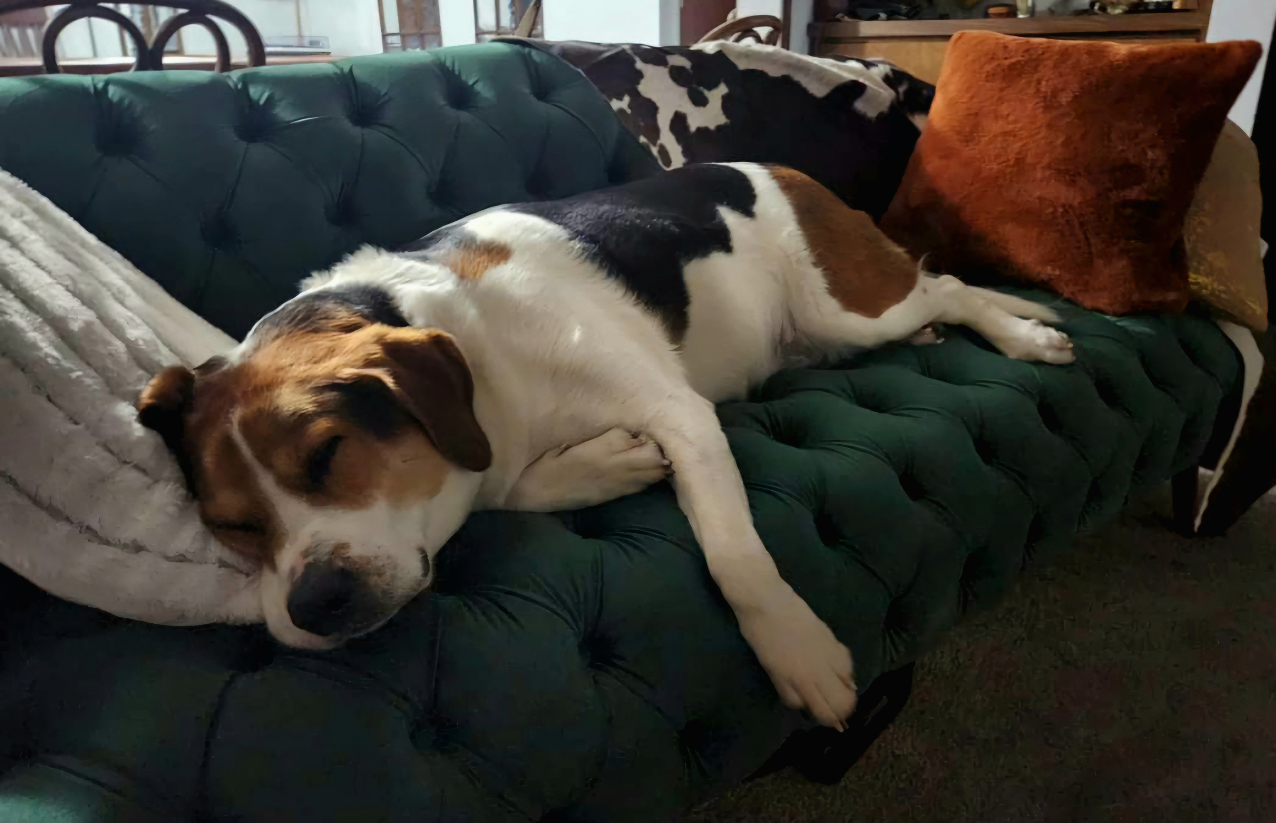 Celebrating My Cake Day with a Cozy Dog Napping Moment