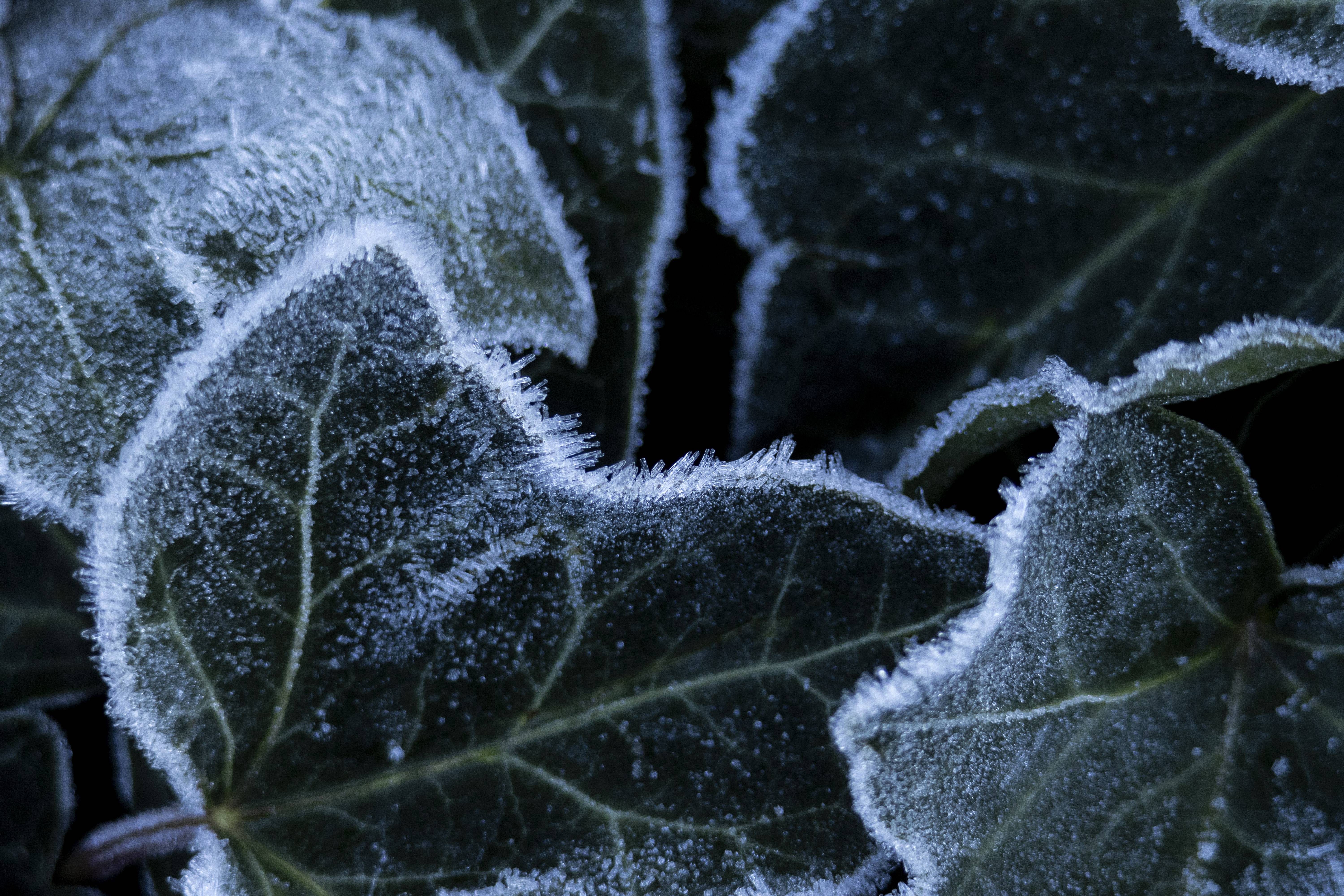 Nature's Beauty: A Frosty Morning Snapshot #7