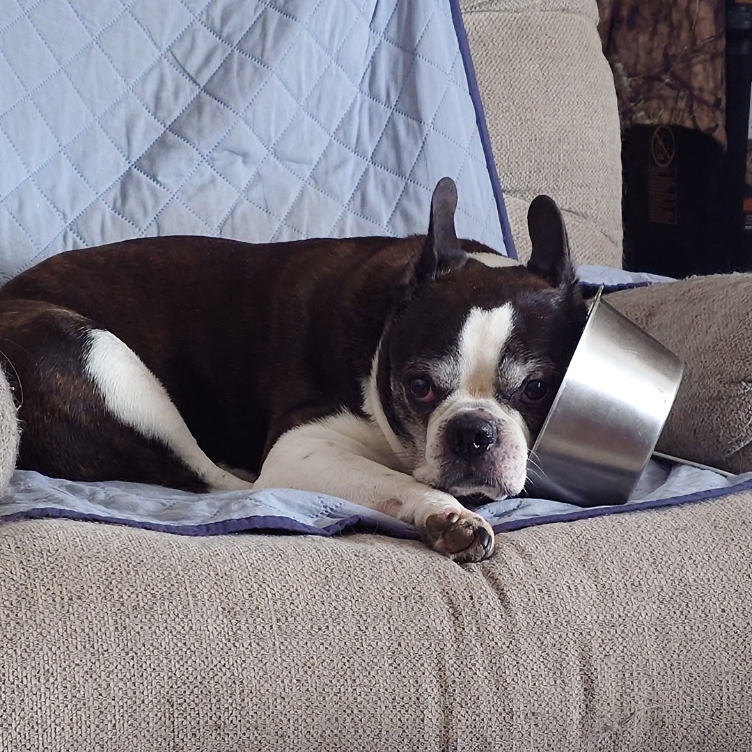 Old Stewie Turns 13: Can't Get Enough of His Food Bowl!