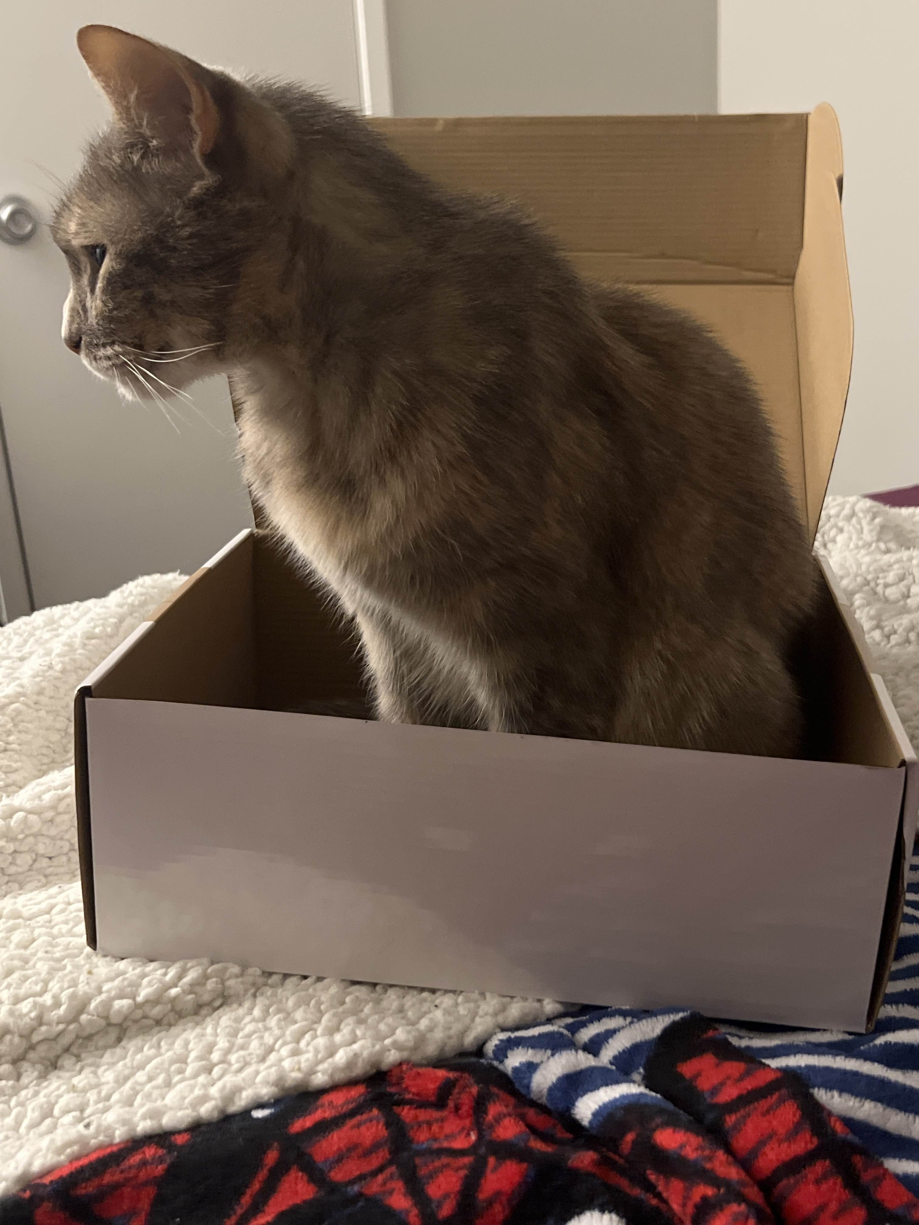 The Ultimate Cat Box Experience