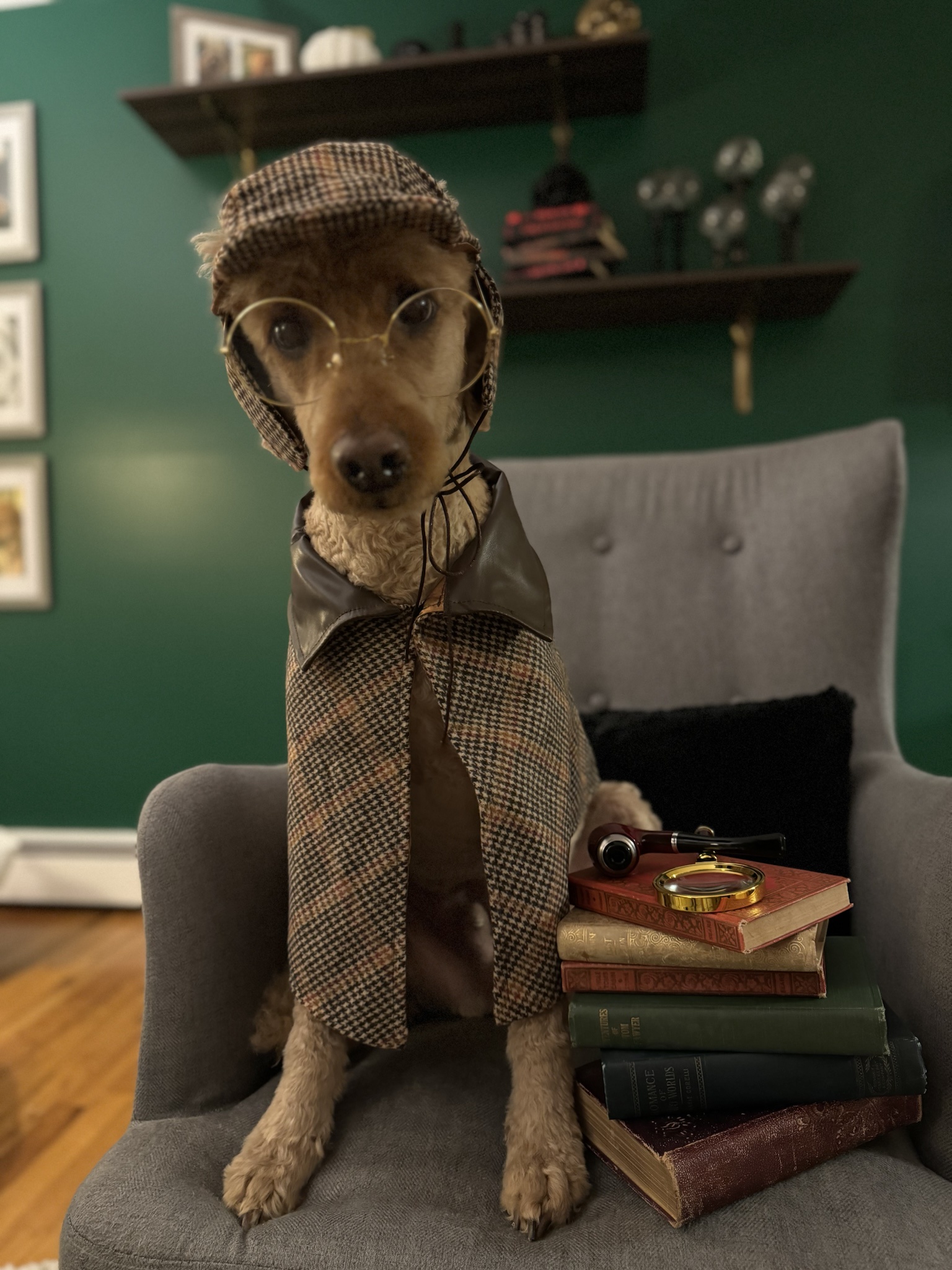 Meet Sherlock Bones, the detective of the dog world!