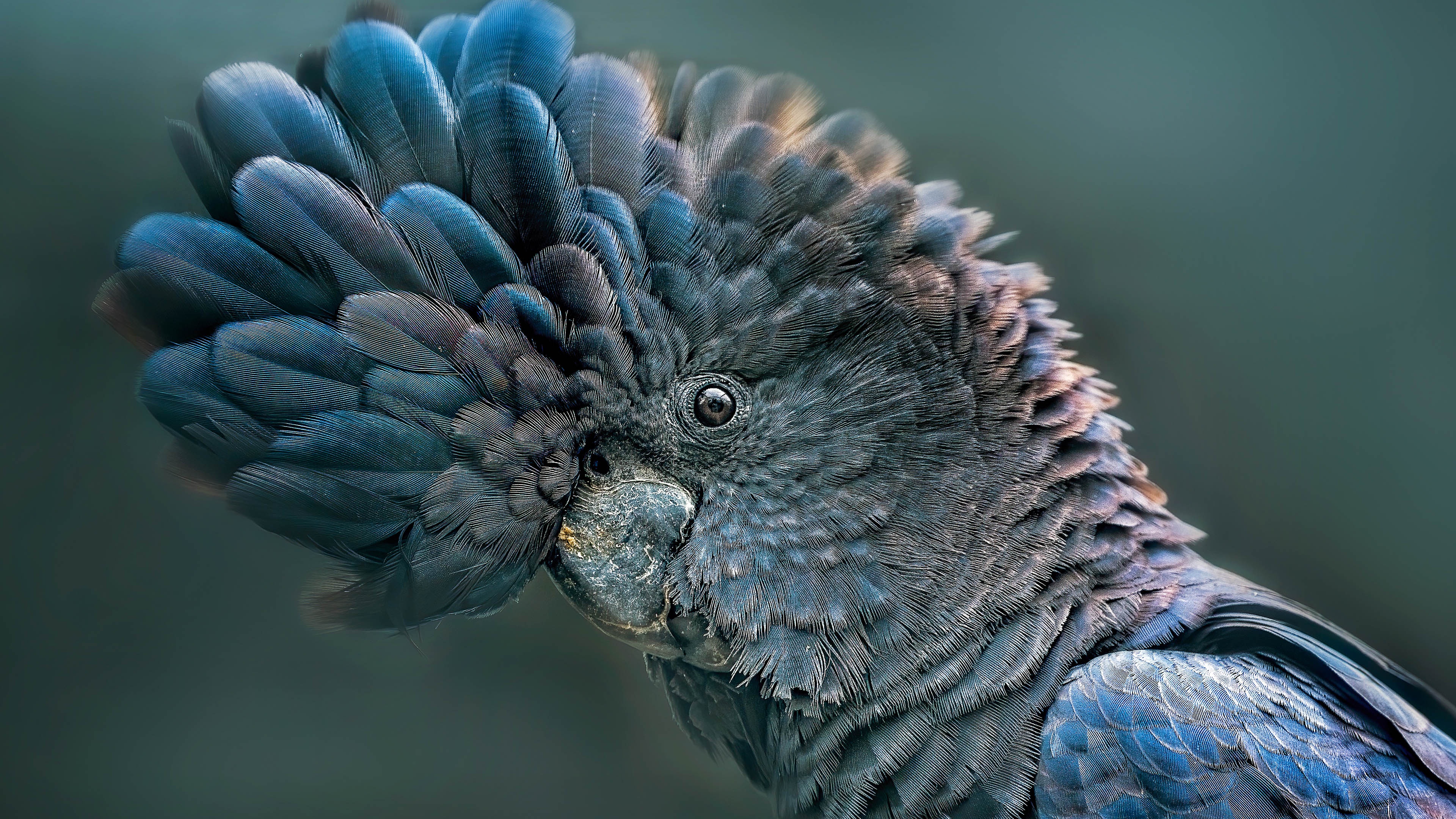 What’s Up, Cockatoo? How Do You Do?