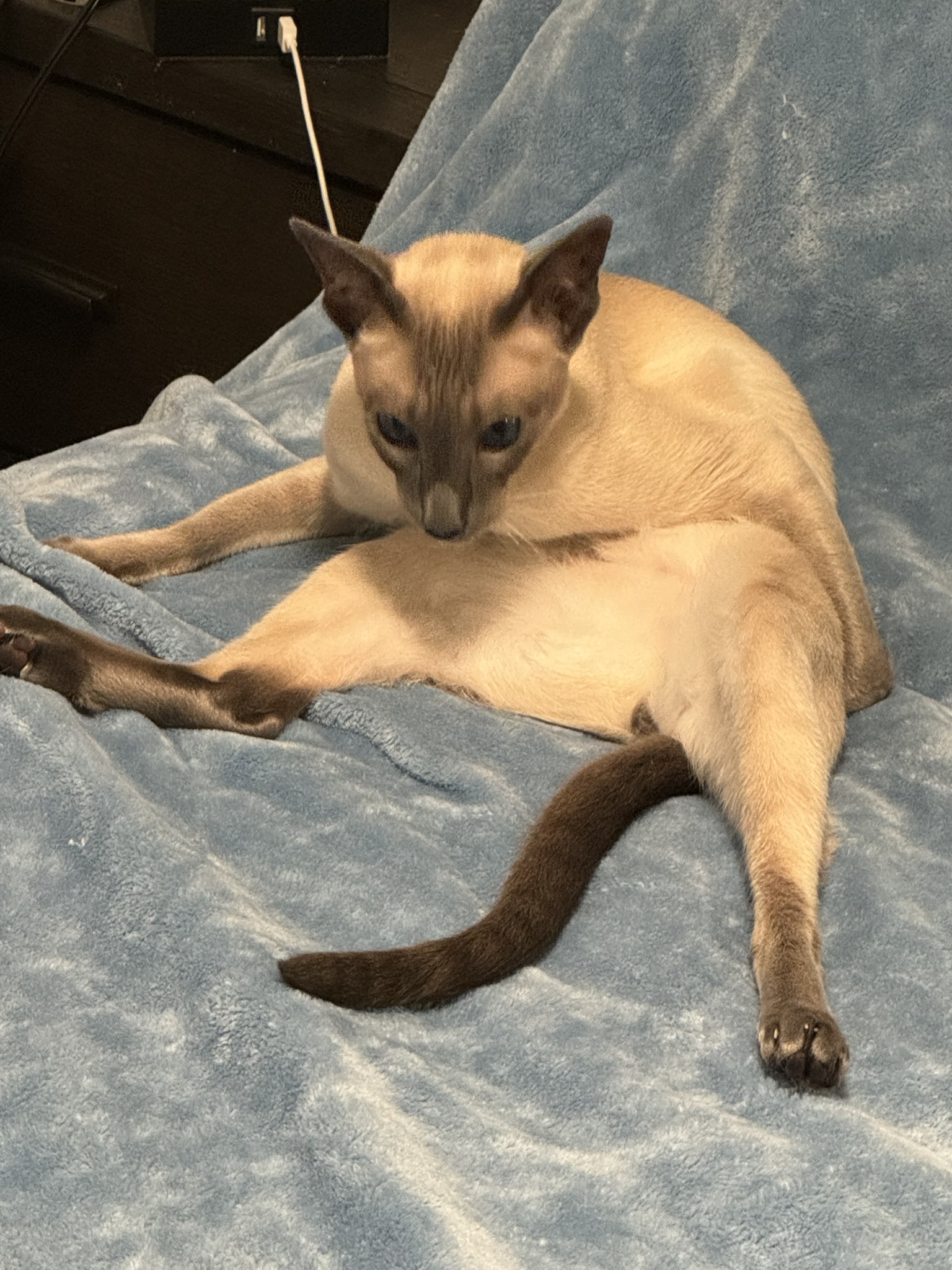 The $6,500 Cat Toy: A Short Tale