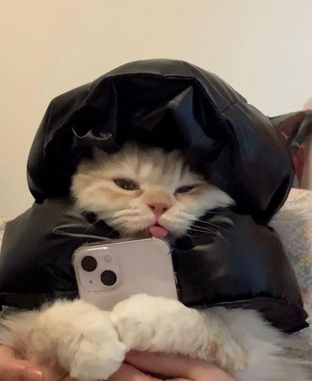 Absolutely Adorable!