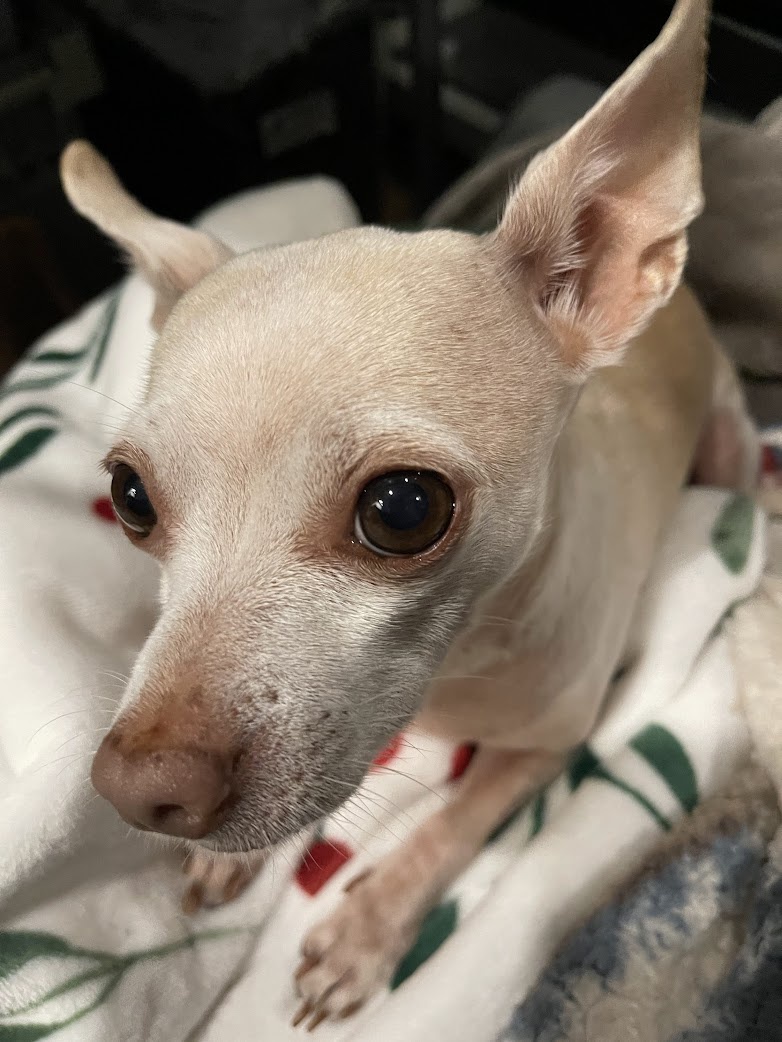 Our Adorable Little Potato Buddy