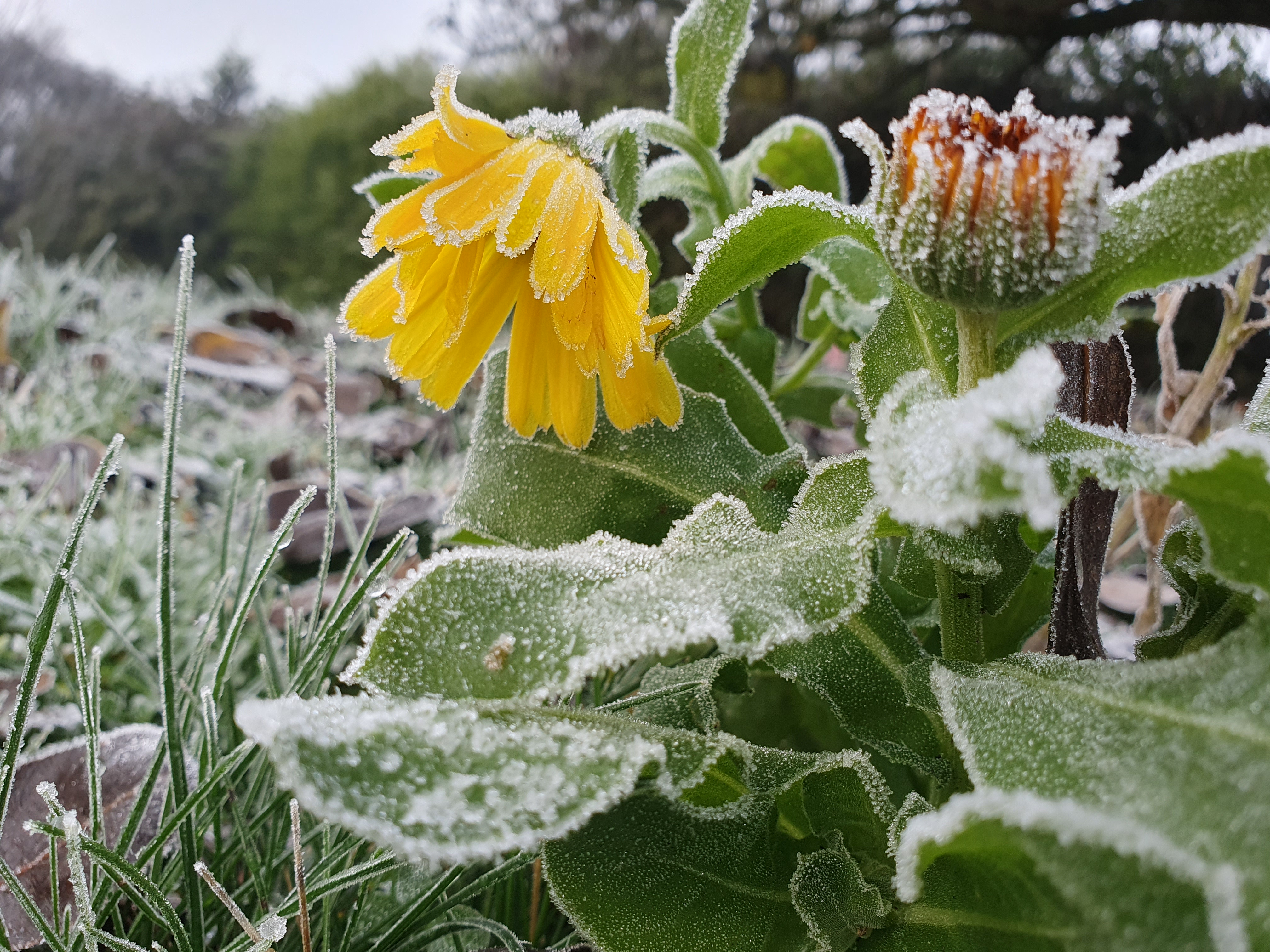 Chilling with Frost: A Cool Encounter