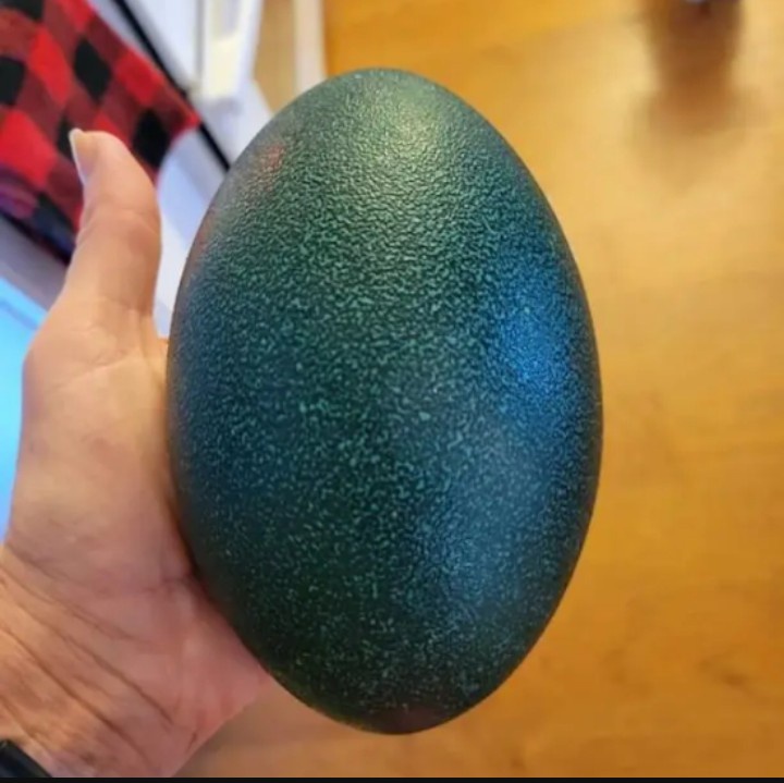 What Would You Create with This Mysterious Egg?