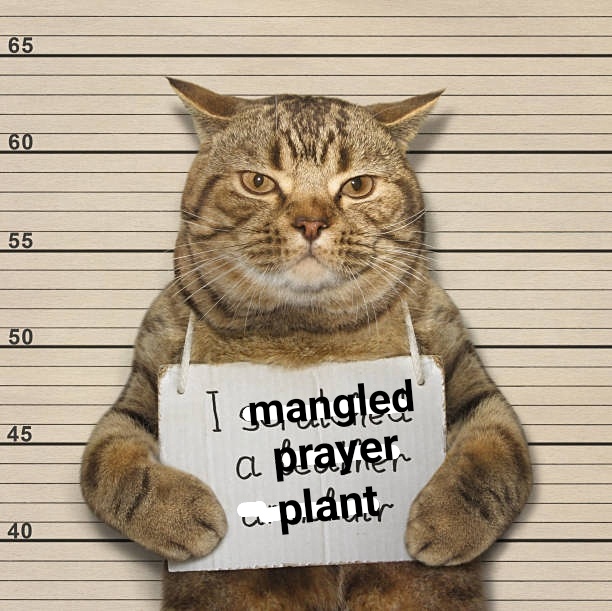Adorable Kitty Cat Moments