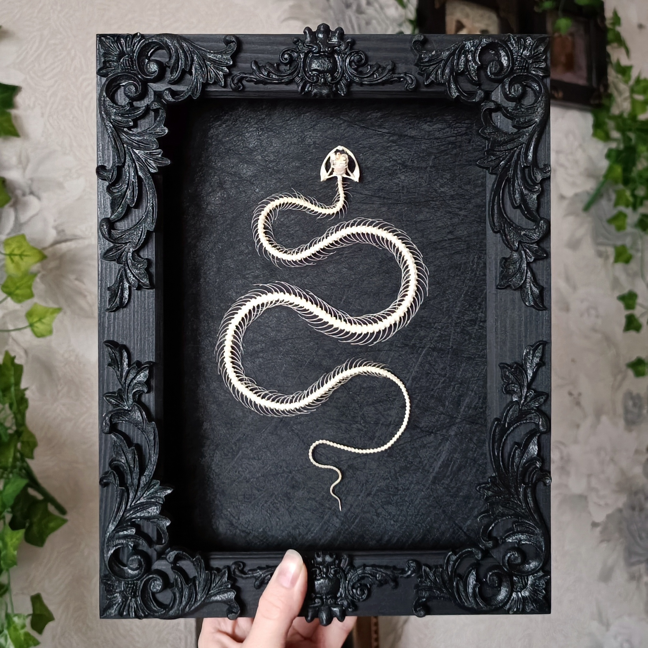 Check Out My Collection of Framed Snakes: Which One is Your Favorite? 1-5!