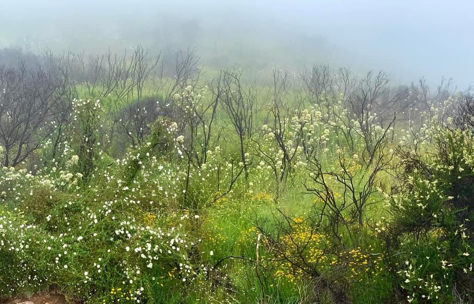 A Mysterious Foggy Field Awaits