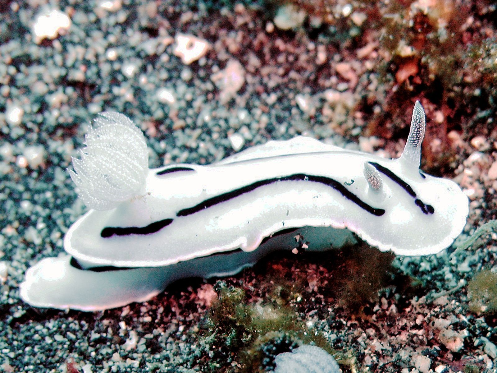 Time to Unleash the Slugs!