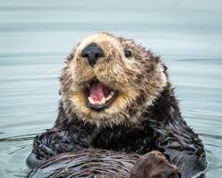 It's Sea Otter Awareness Week: Celebrate These Adorable Creatures!