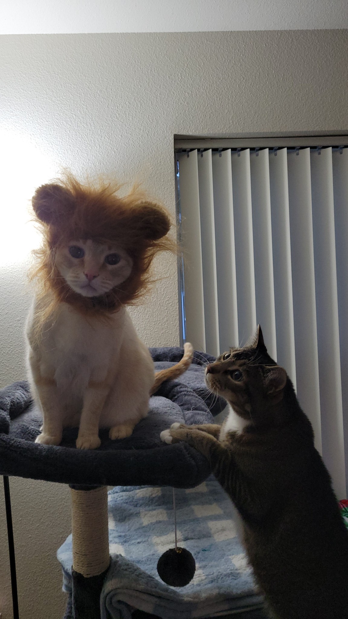 Adorable Halloween kitties are here!
