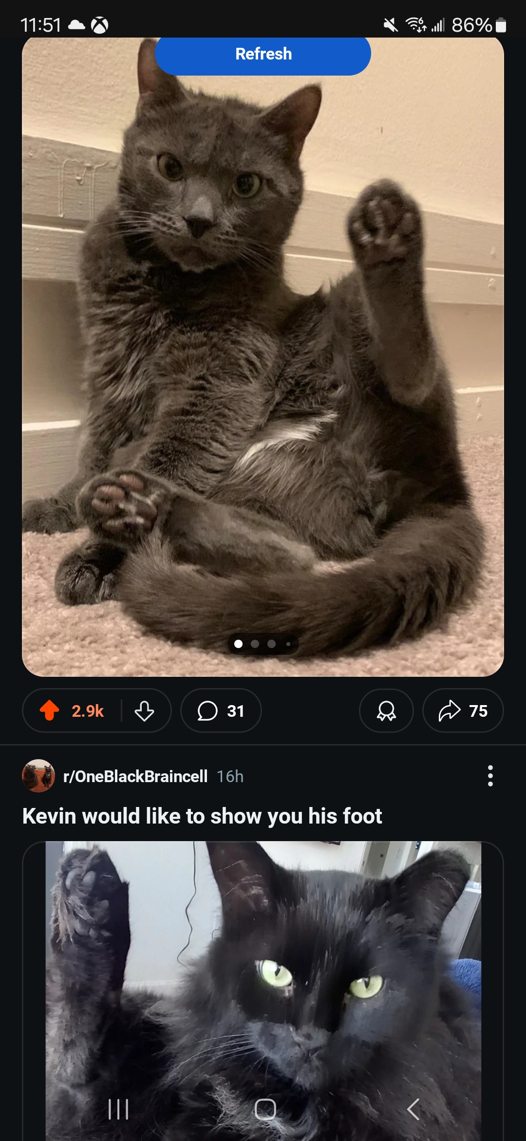 The Order of Cat Posts on Reddit: A Deep Dive