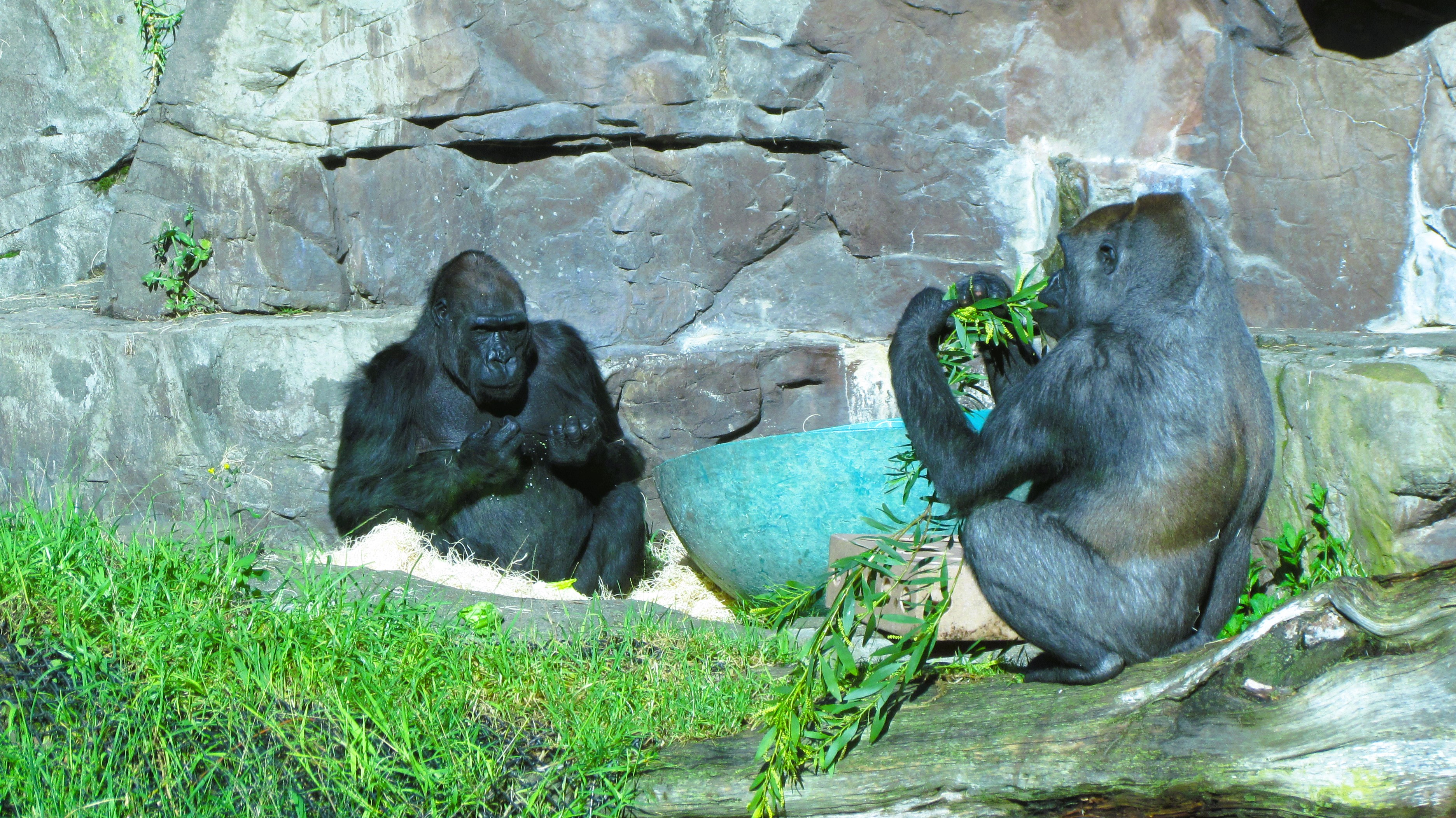 Adventures at the San Francisco Zoo