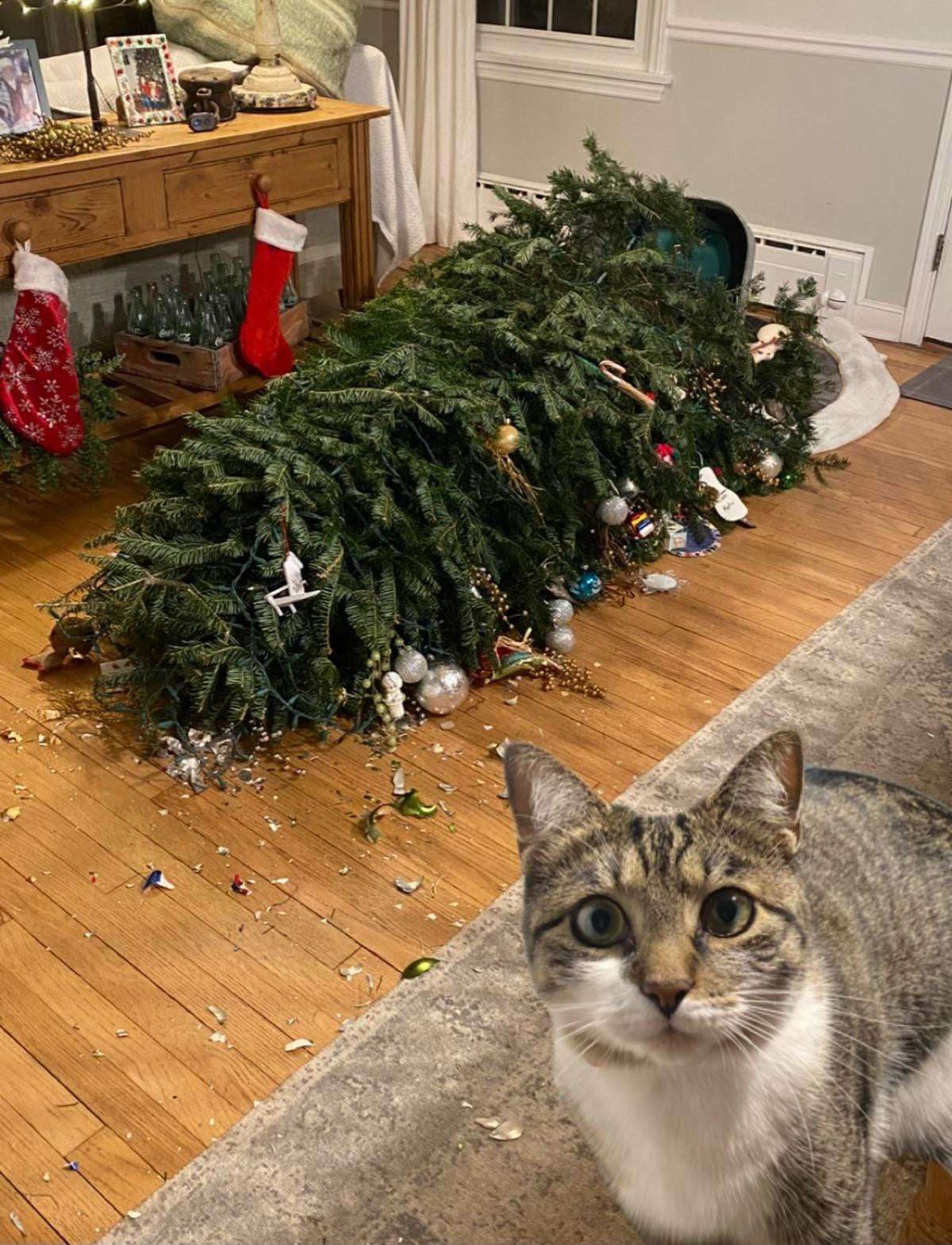 How Could You Dare to Bring This Into My Home?