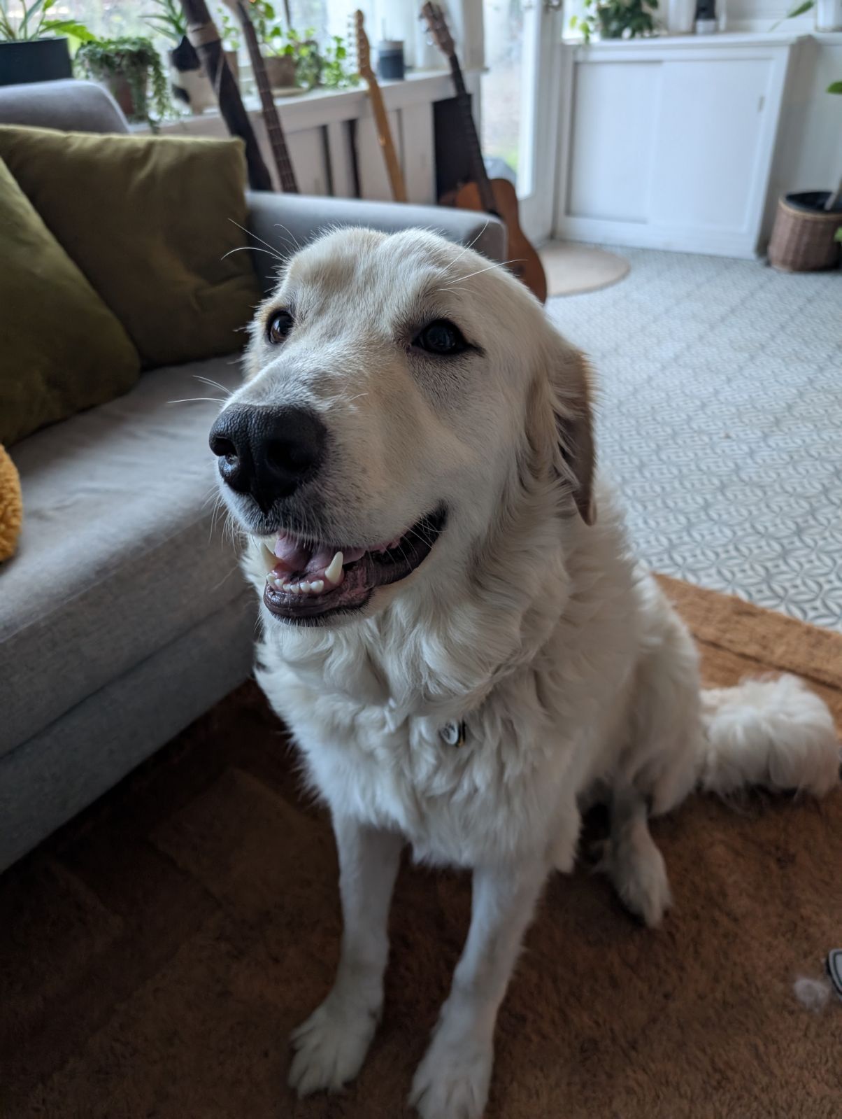 Meet Parm: The Majestic Pyranese Golden Retriever