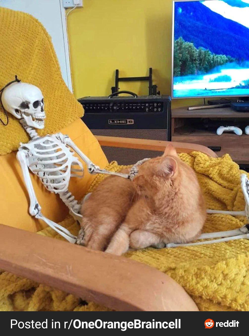Any lap is a good lap for a cuddle