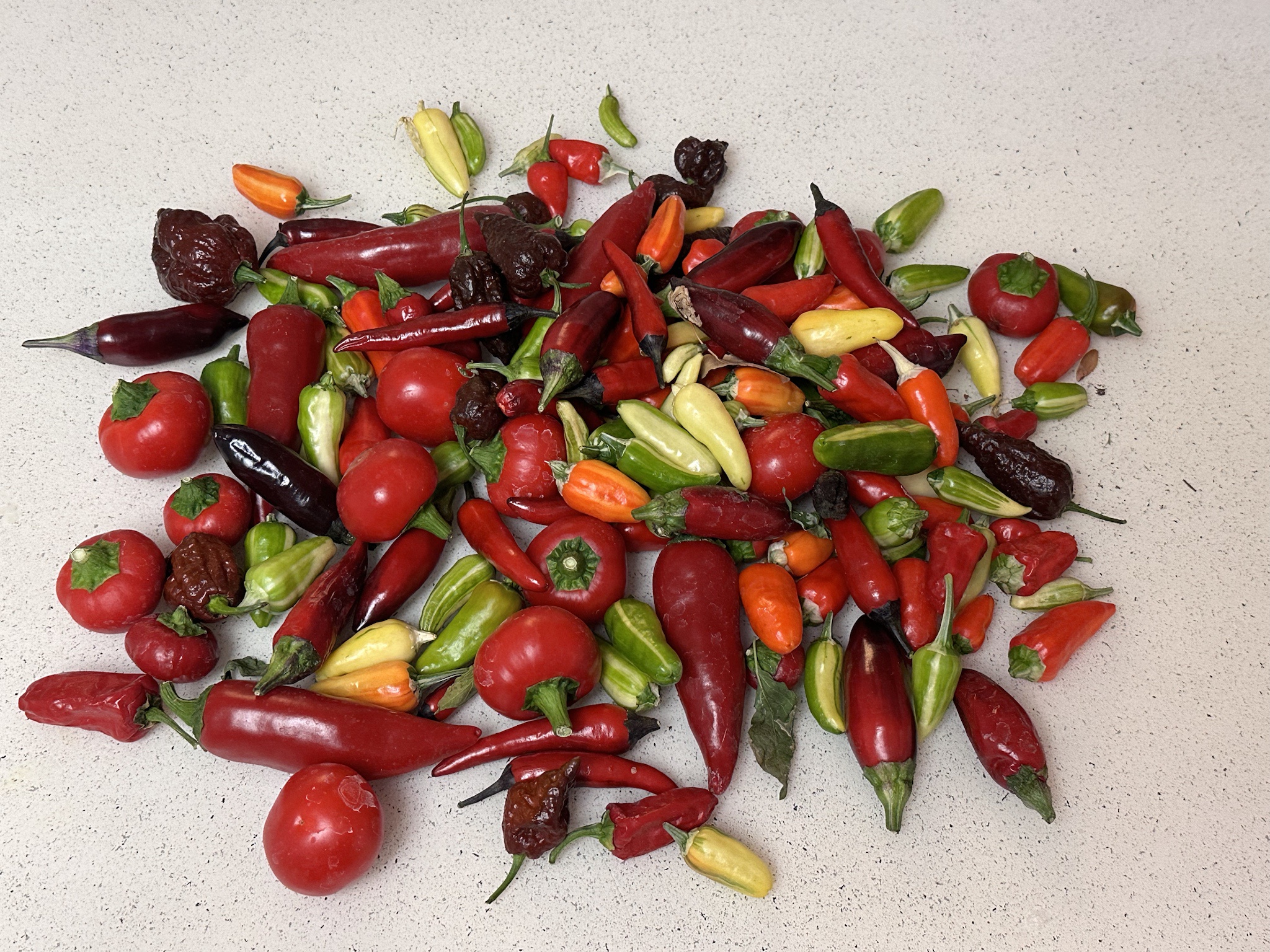 Check out my tiny pepper haul!